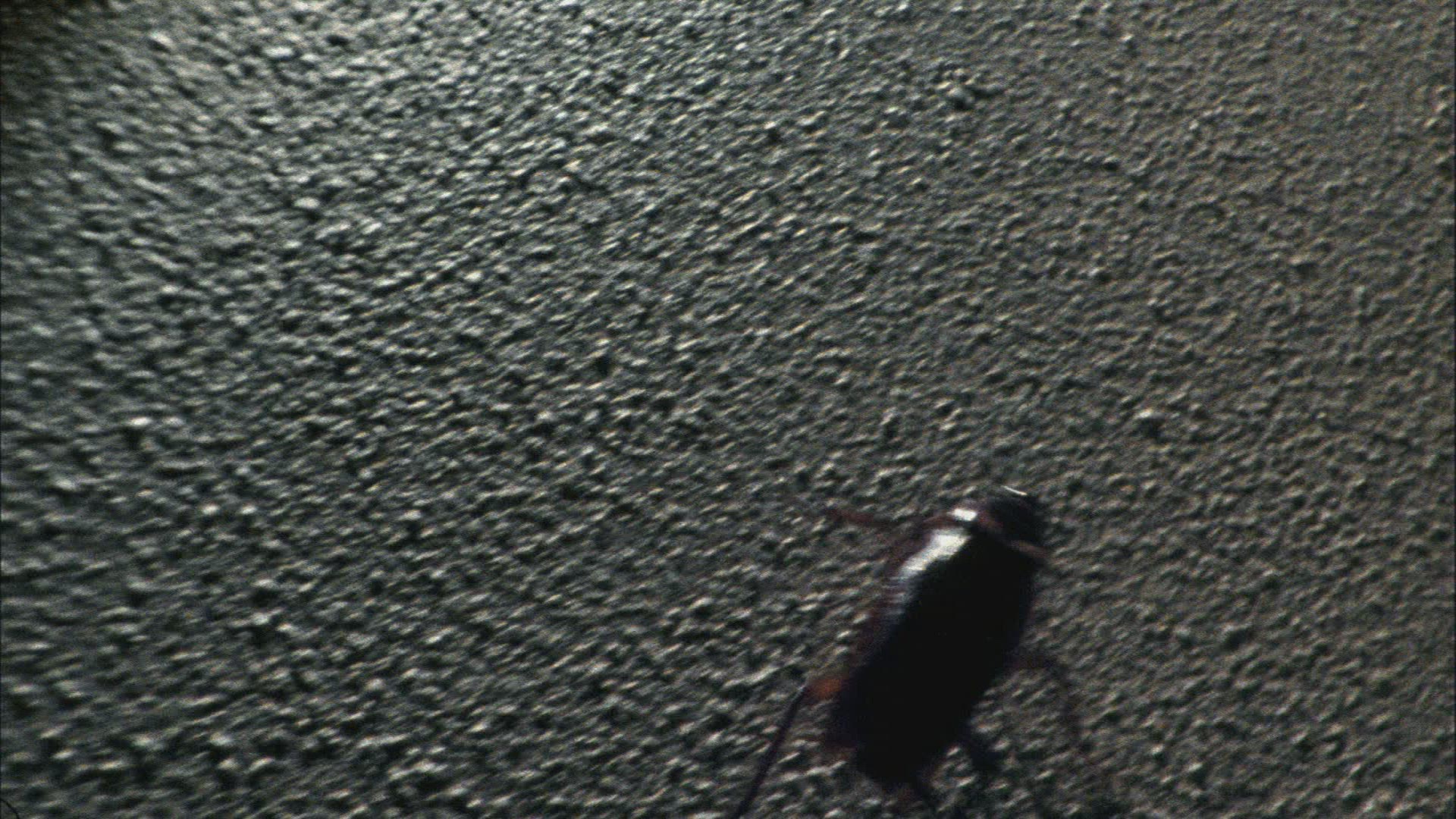 633986791 / Cockroach / Crawling / Wall