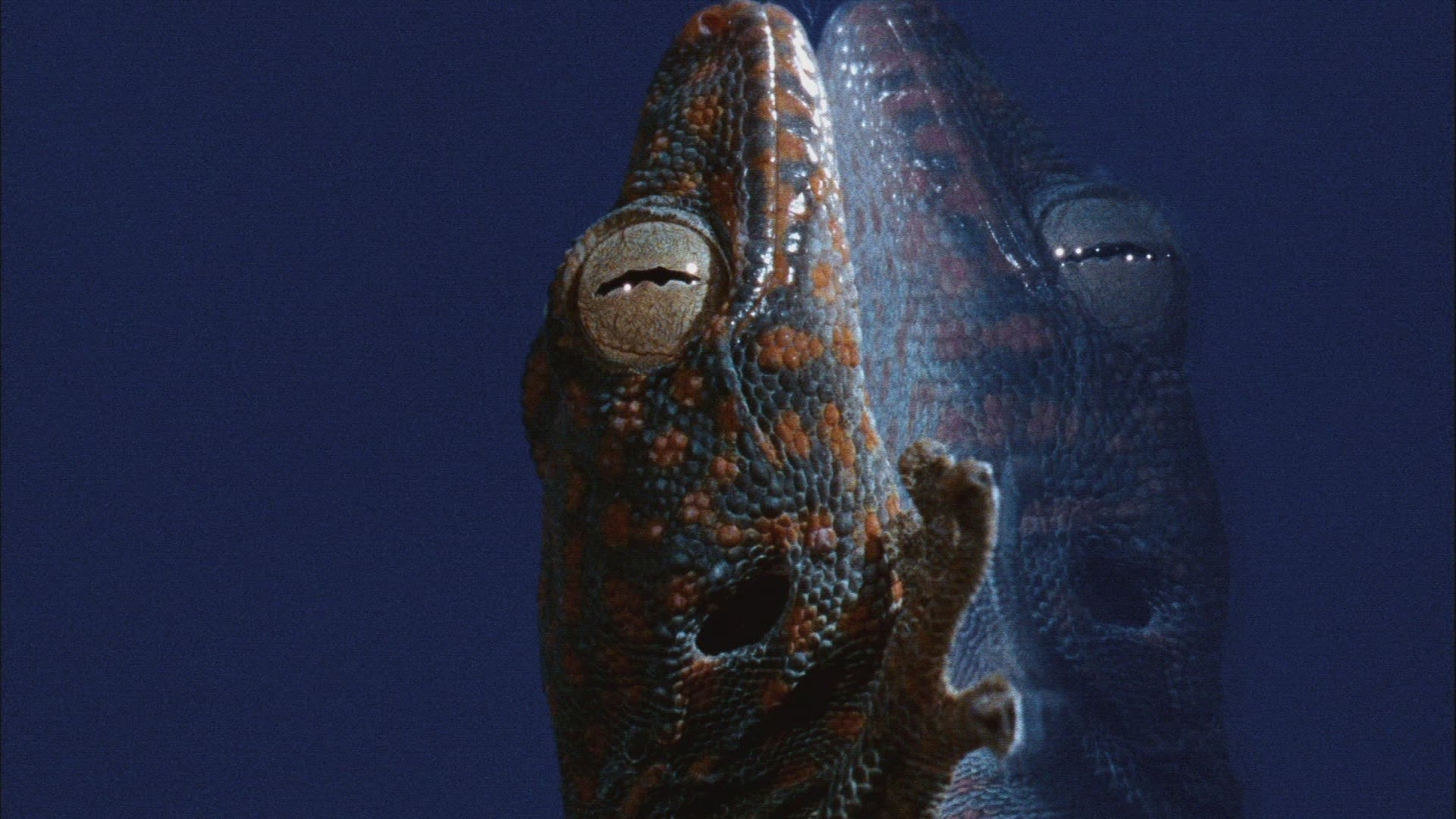 716632295 / Bionics / Gecko / Foot