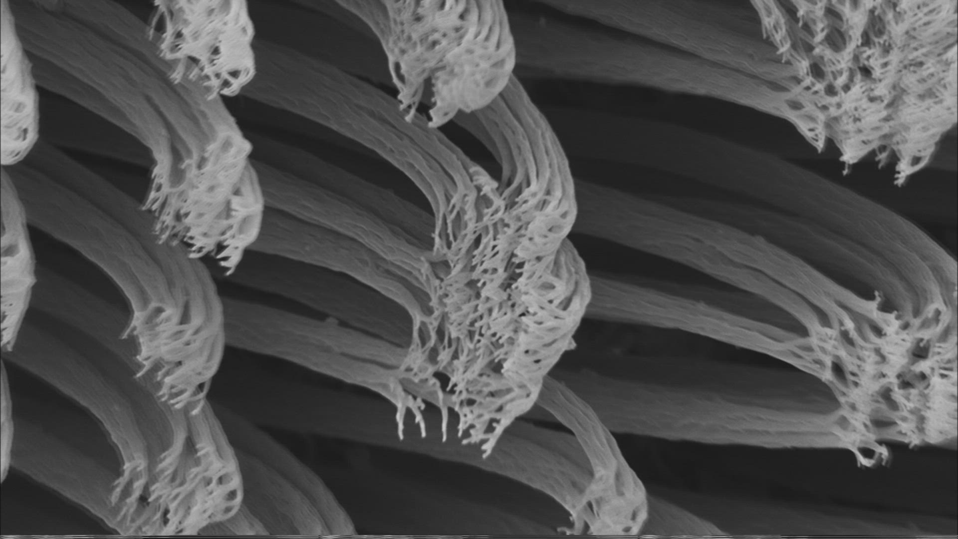 817765639 / Bionics / Gecko / Foot