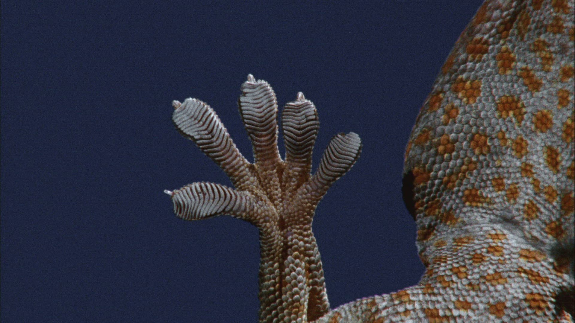 611203887 / Bionics / Gecko / Foot