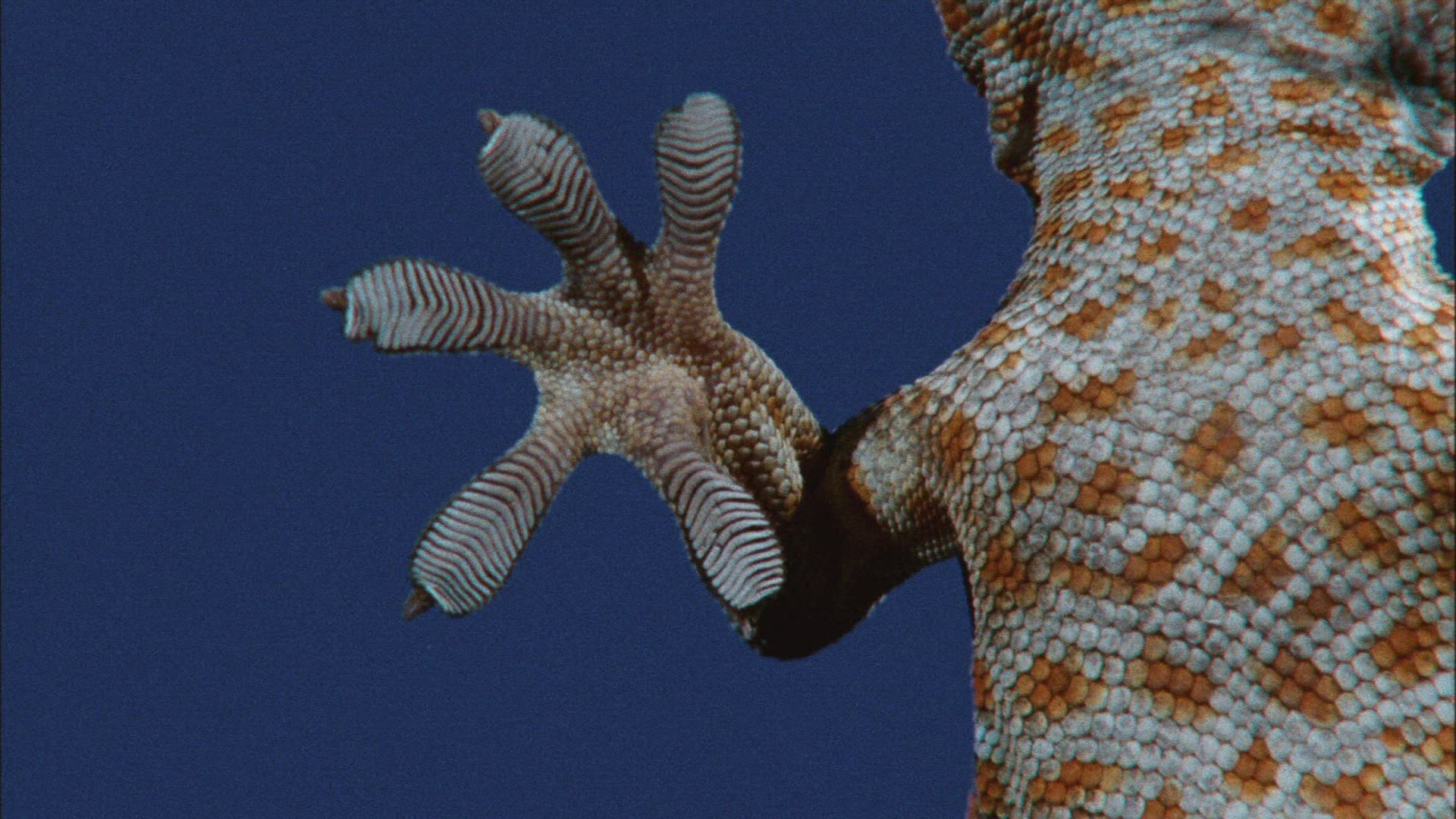 475508818 / Bionics / Gecko / Foot