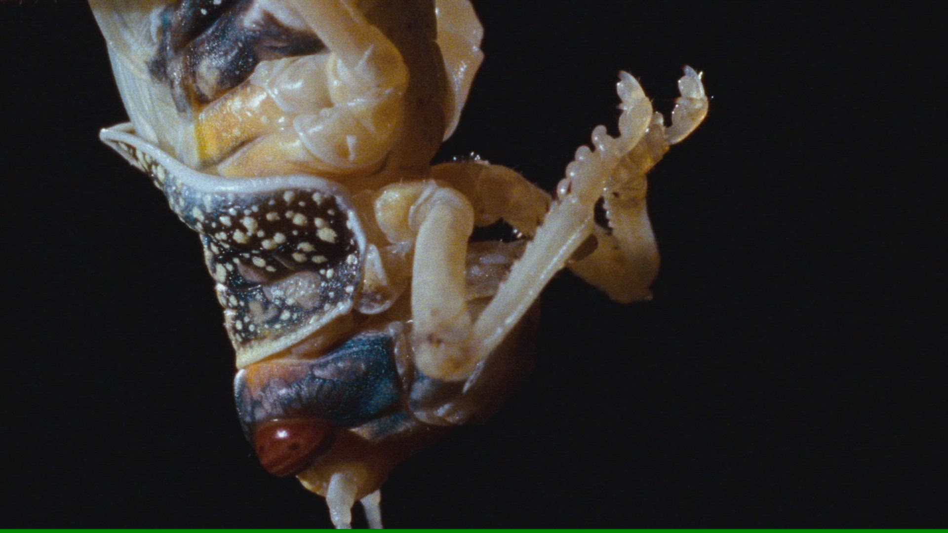 480141481 / Gomphocerinae / Hanging / Upside Down