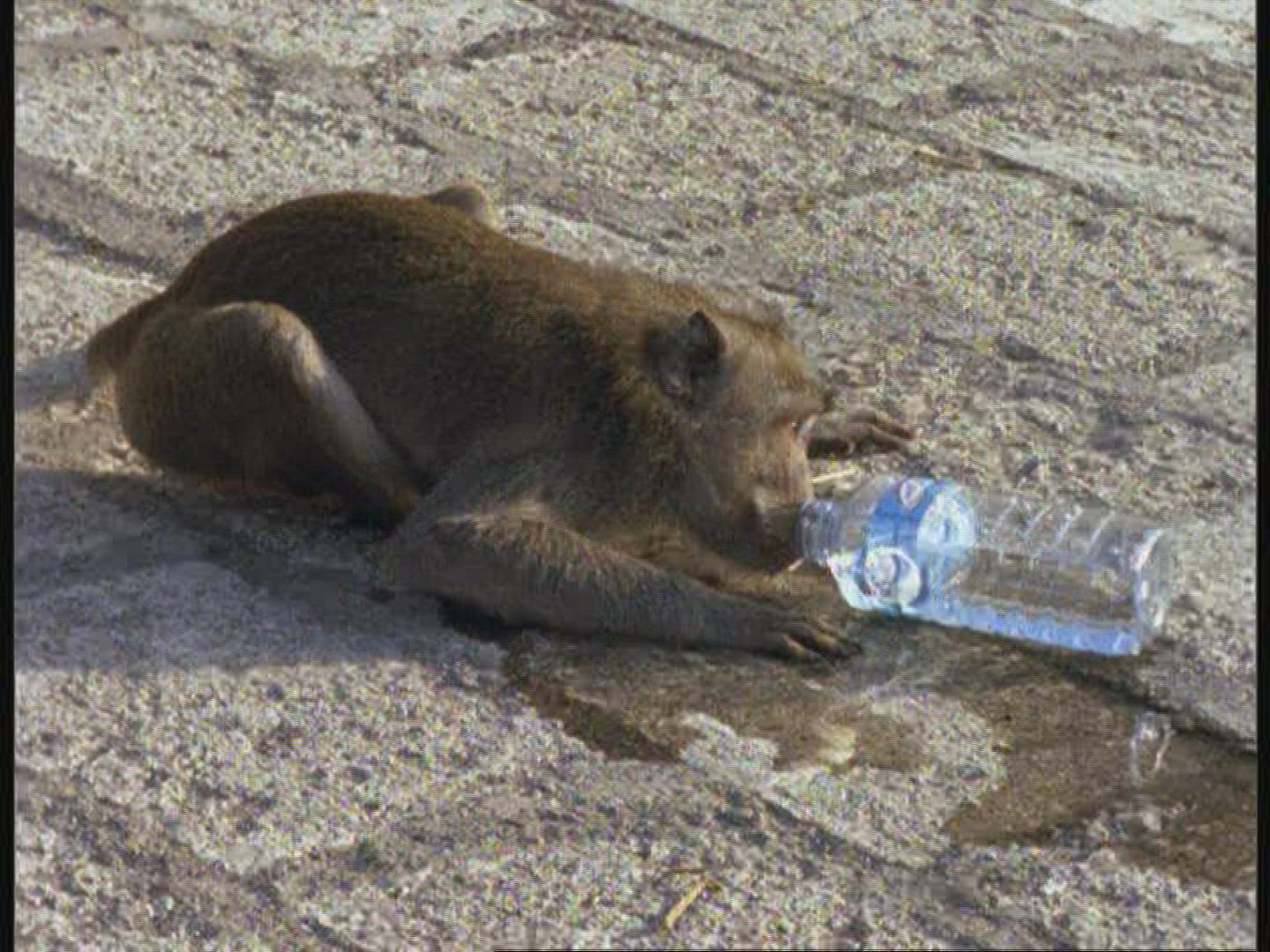 593414432 / Macaque / Drinking / Indonesia / Blooper