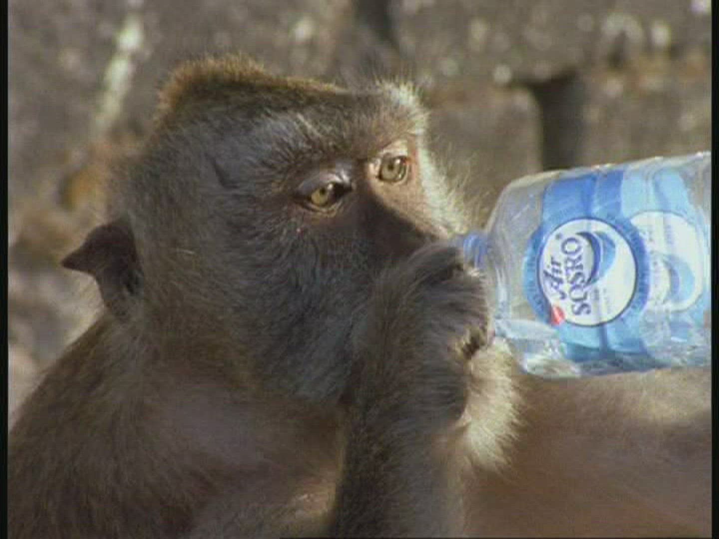 407593313 / Macaque / Drinking / Indonesia / Blooper