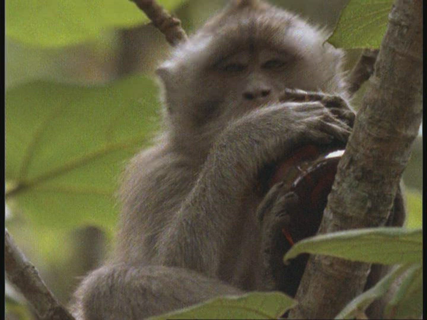 794348900 / Macaque / Drinking / Indonesia / Blooper