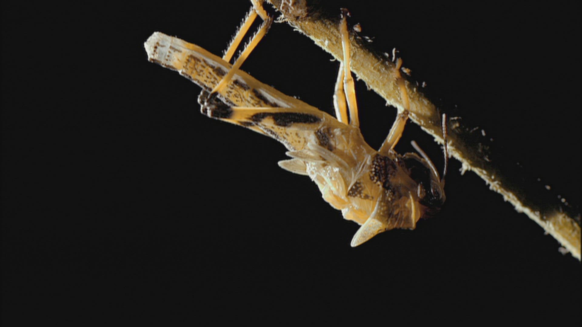 399382908 / Gomphocerinae / Hanging / Upside Down