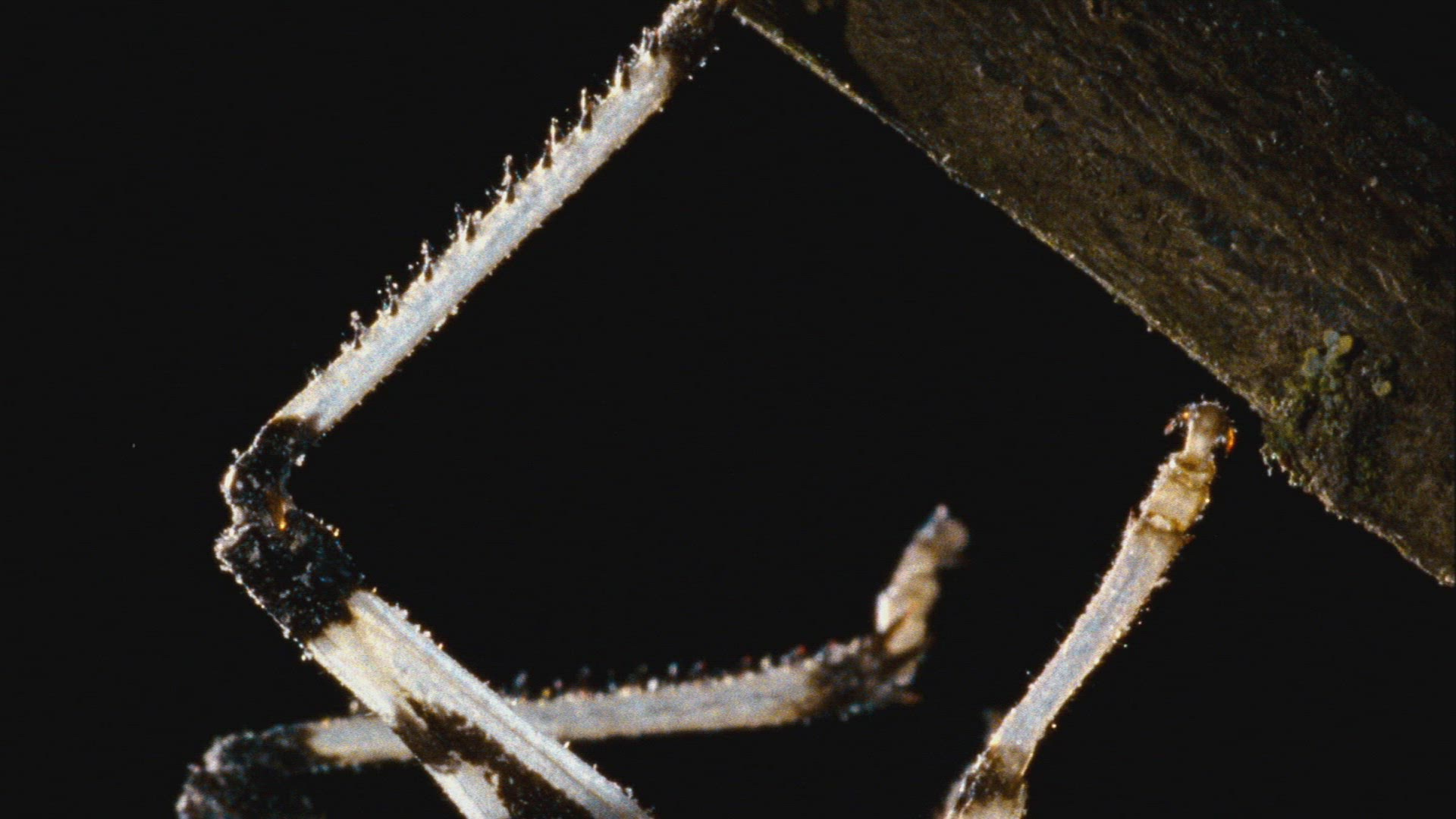 114042672 / Gomphocerinae / Hanging / Upside Down