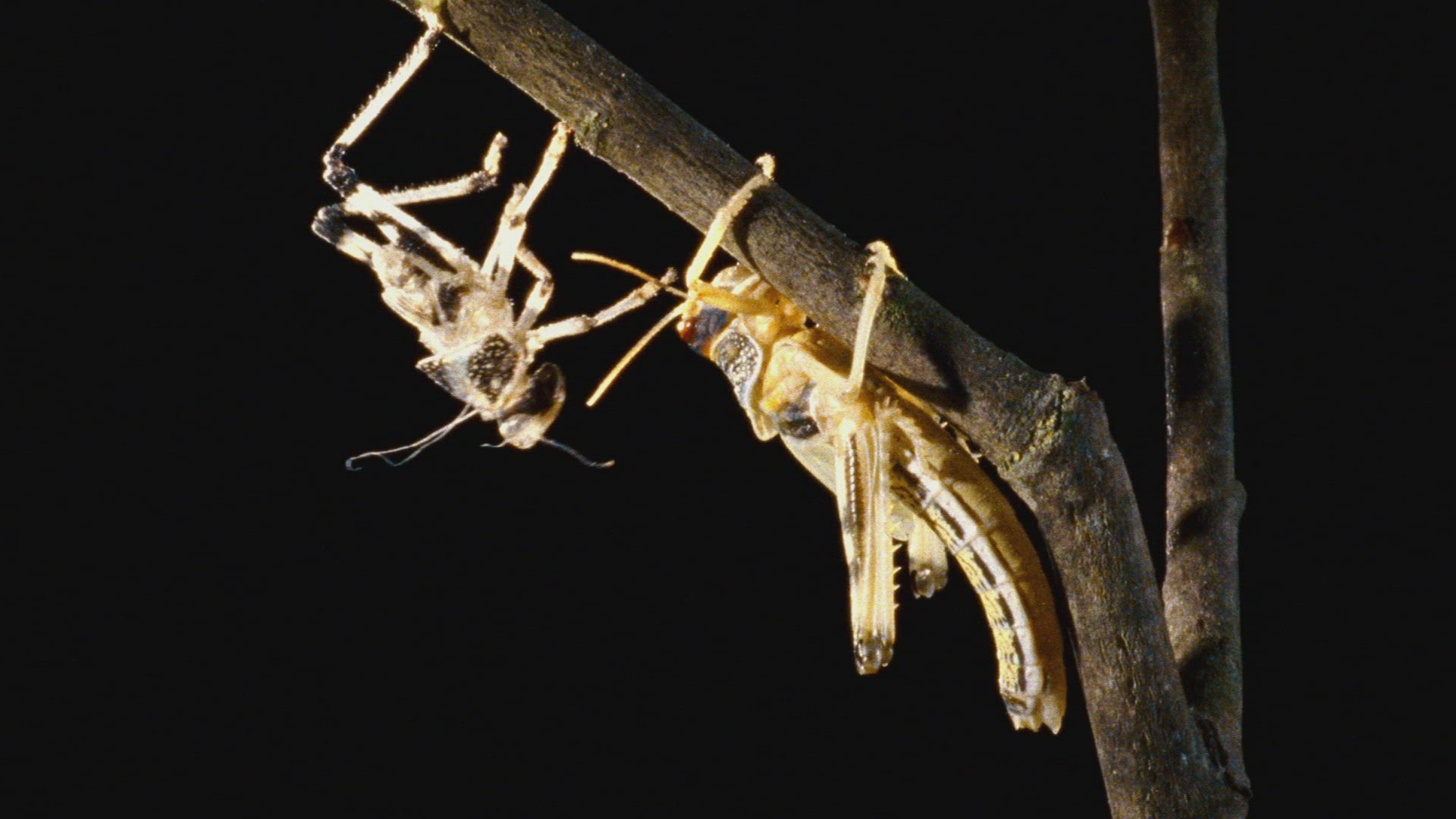 624153745 / Gomphocerinae / Hanging / Upside Down