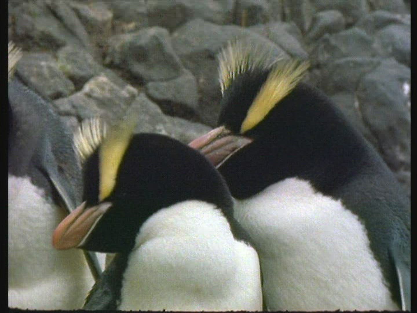 596037350 / Snares Penguin / Emperor Penguin / Blooper