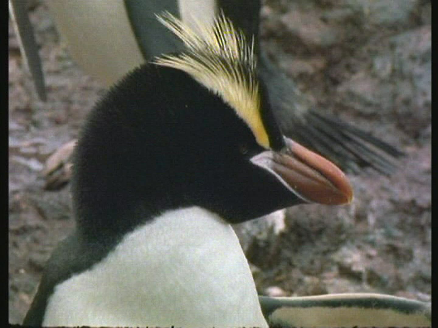 532517300 / Snares Penguin / Emperor Penguin / Blooper