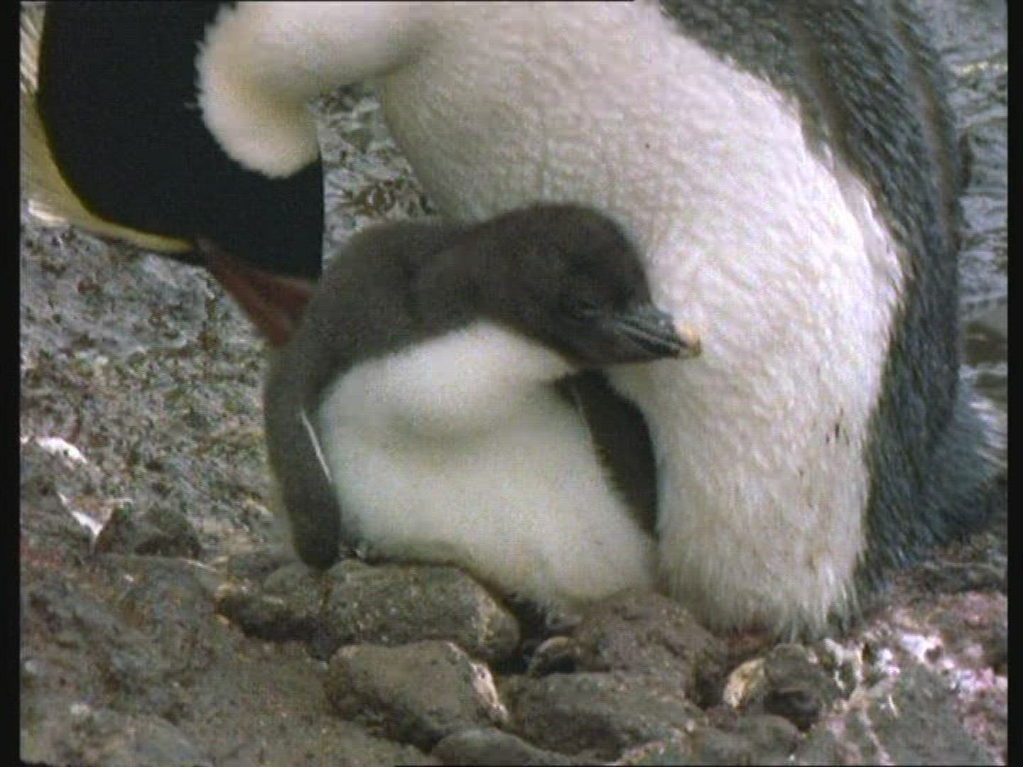126788523 / Snares Penguin / Emperor Penguin / Blooper