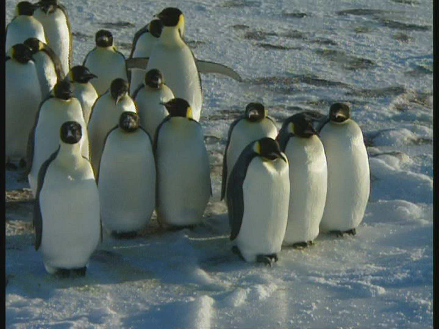 494874182 / Snares Penguin / Emperor Penguin / Blooper