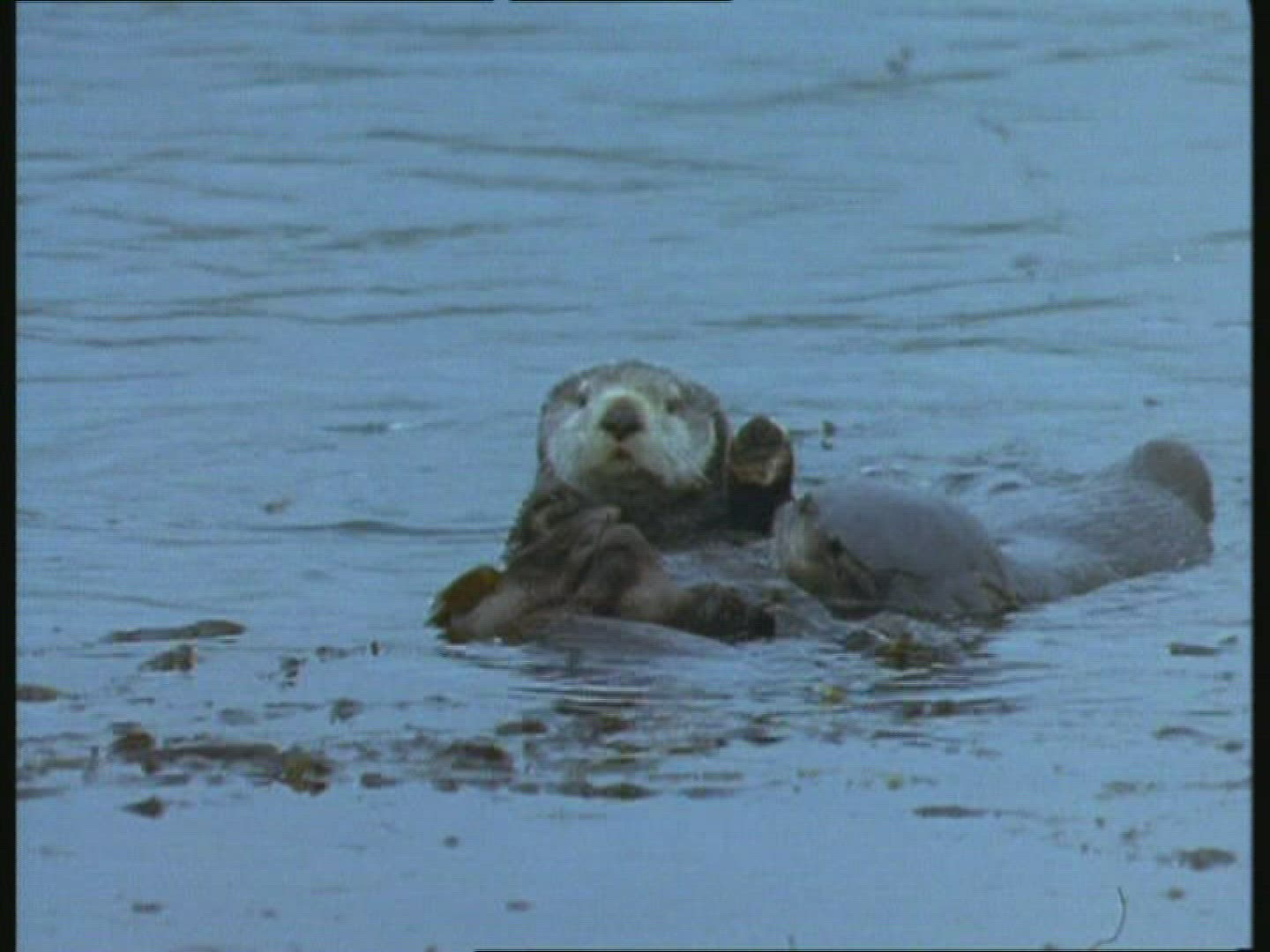 325213397 / Sea Otter / Body of Water / Blooper