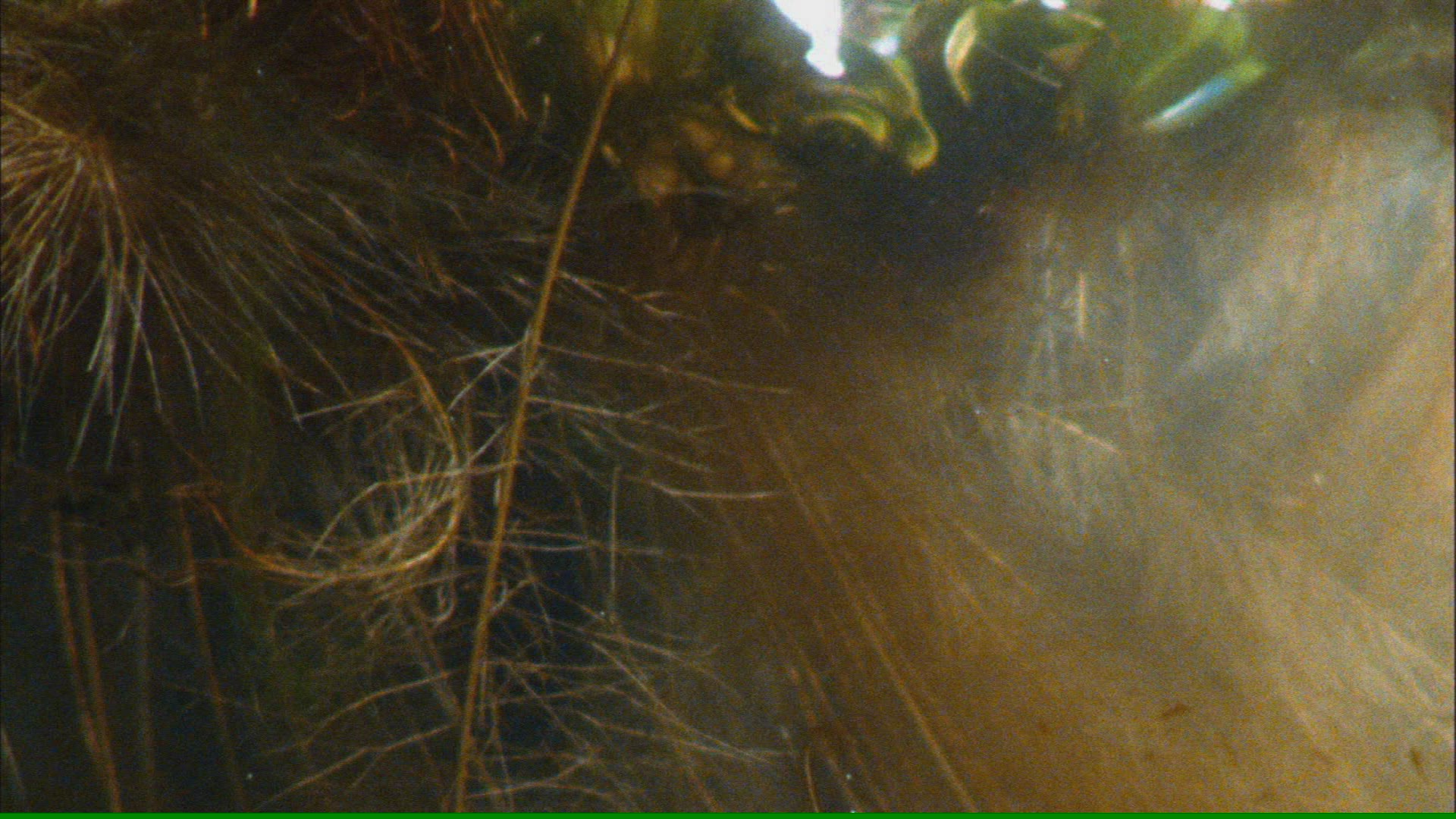 190998421 / Spider / Root