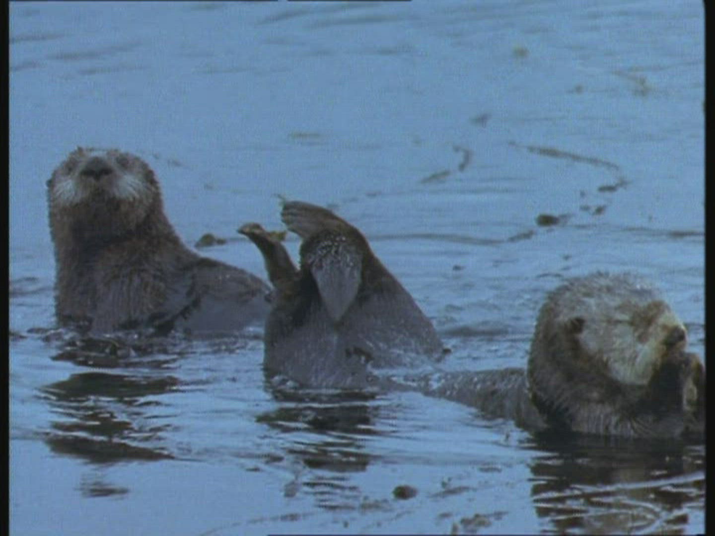 304951178 / Sea Otter / Body of Water / Blooper