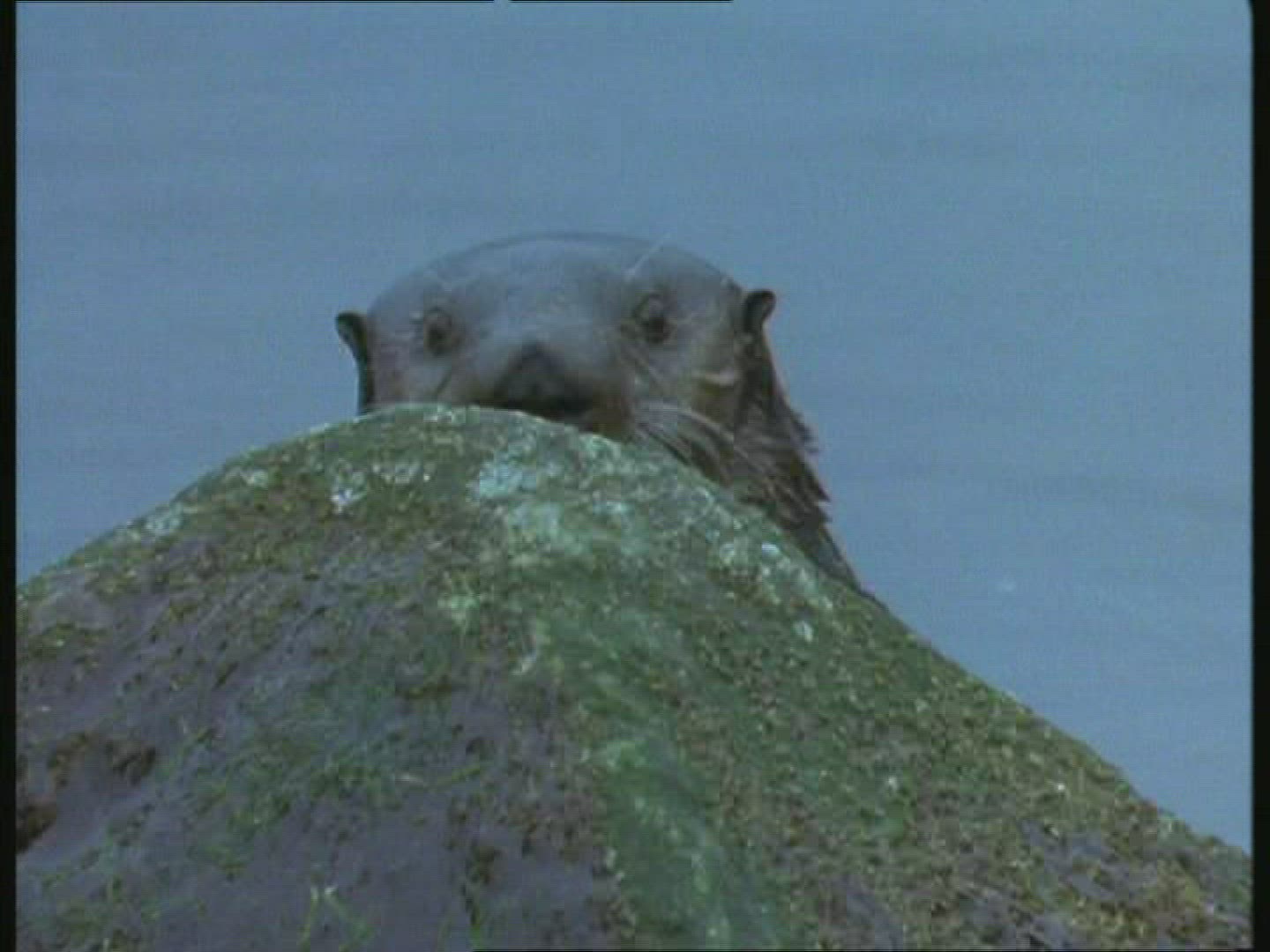 259028182 / Sea Otter / Body of Water / Blooper