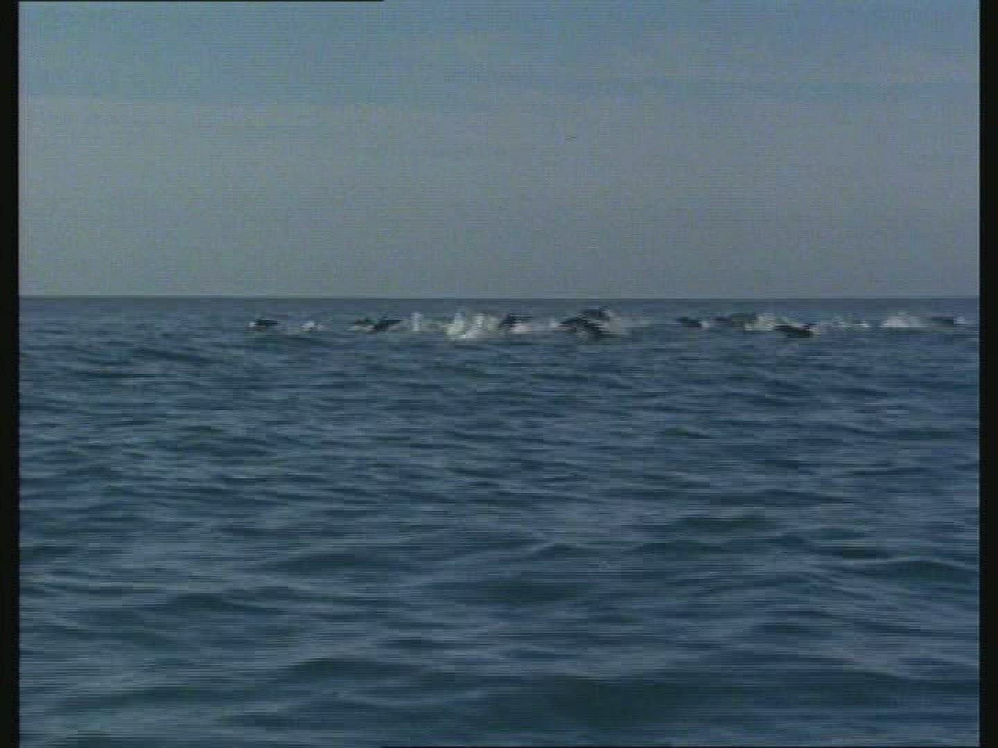 616420704 / Dolphin / Jumping / New Zealand