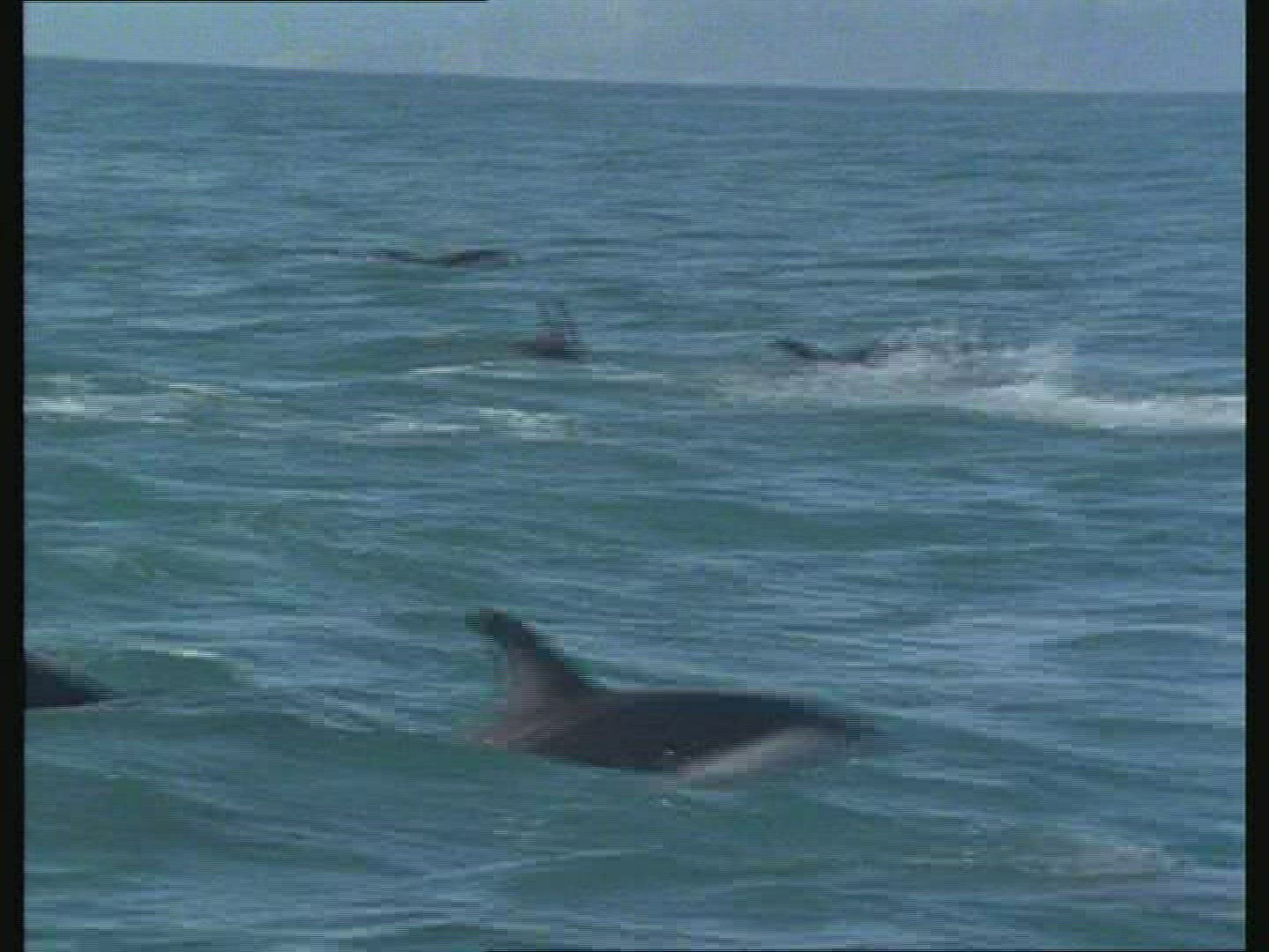 321541362 / Dolphin / Jumping / New Zealand