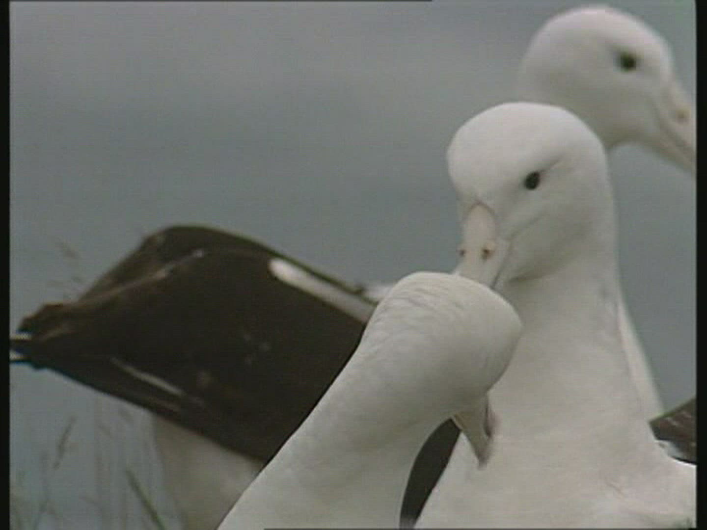 829996978 / Albatross / New Zealand / Blooper