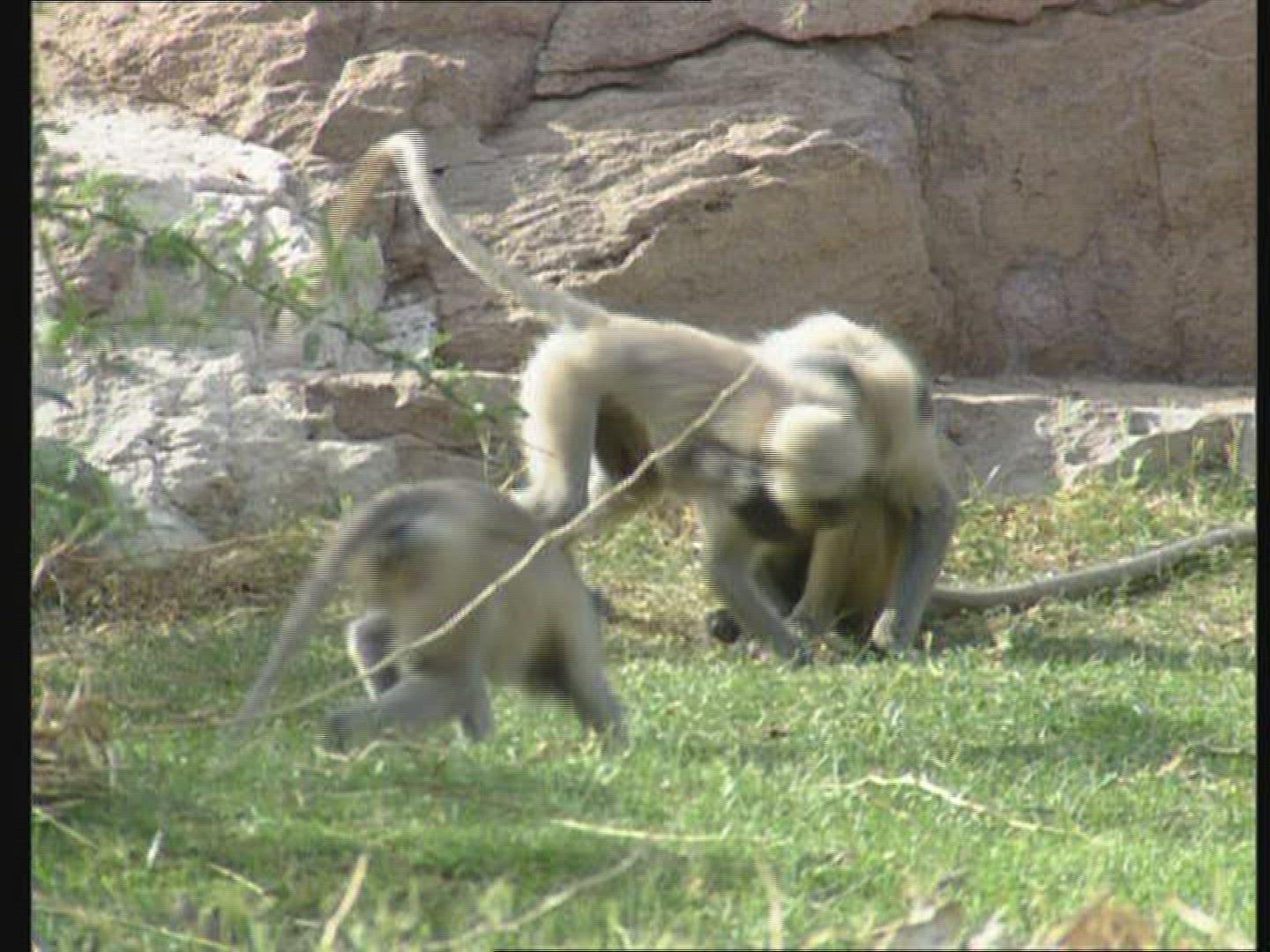 889475113 / Langur Monkey / Playing / India / Blooper