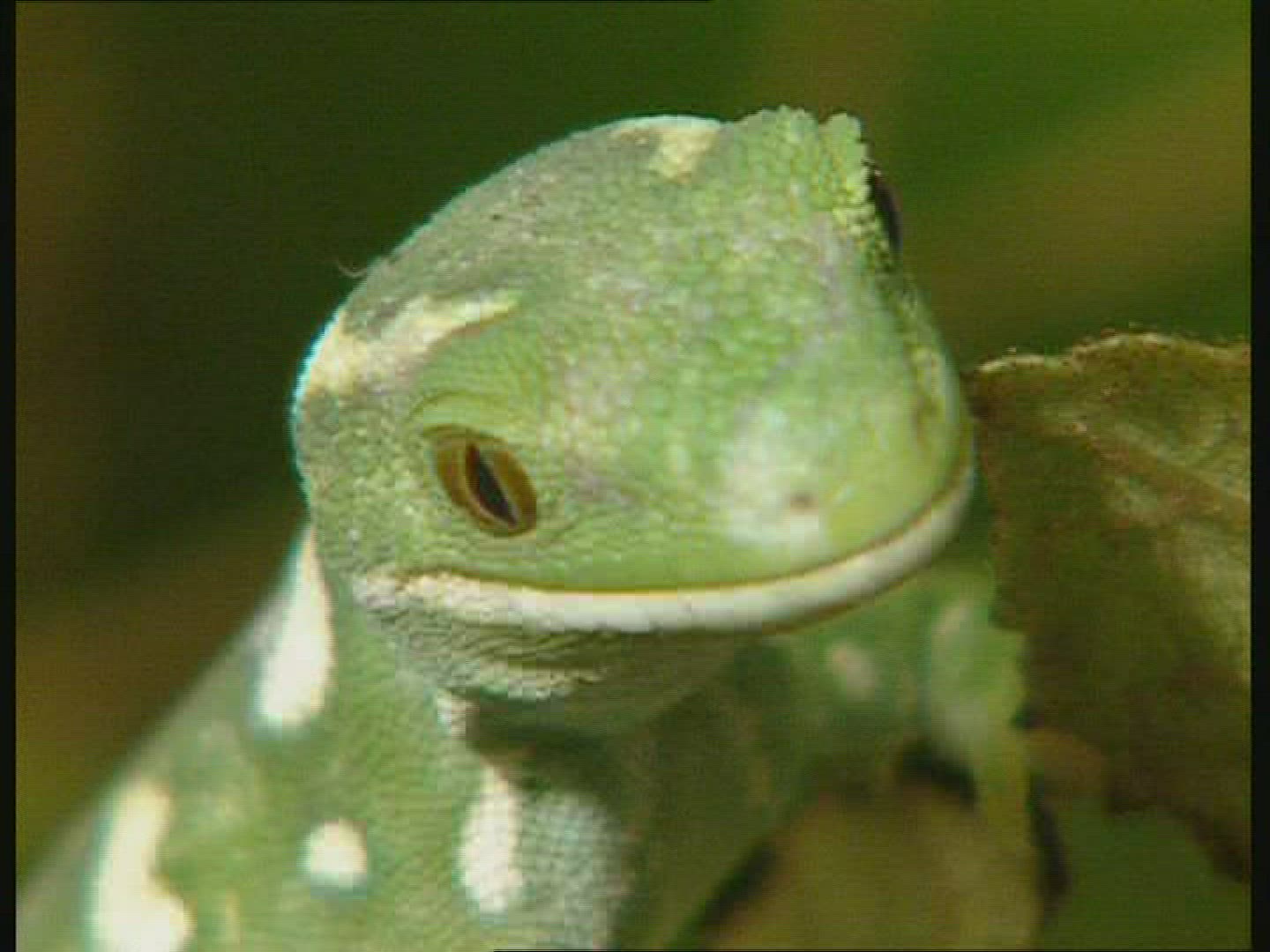 315180980 / Gecko / Tongue / New Zealand / Blooper