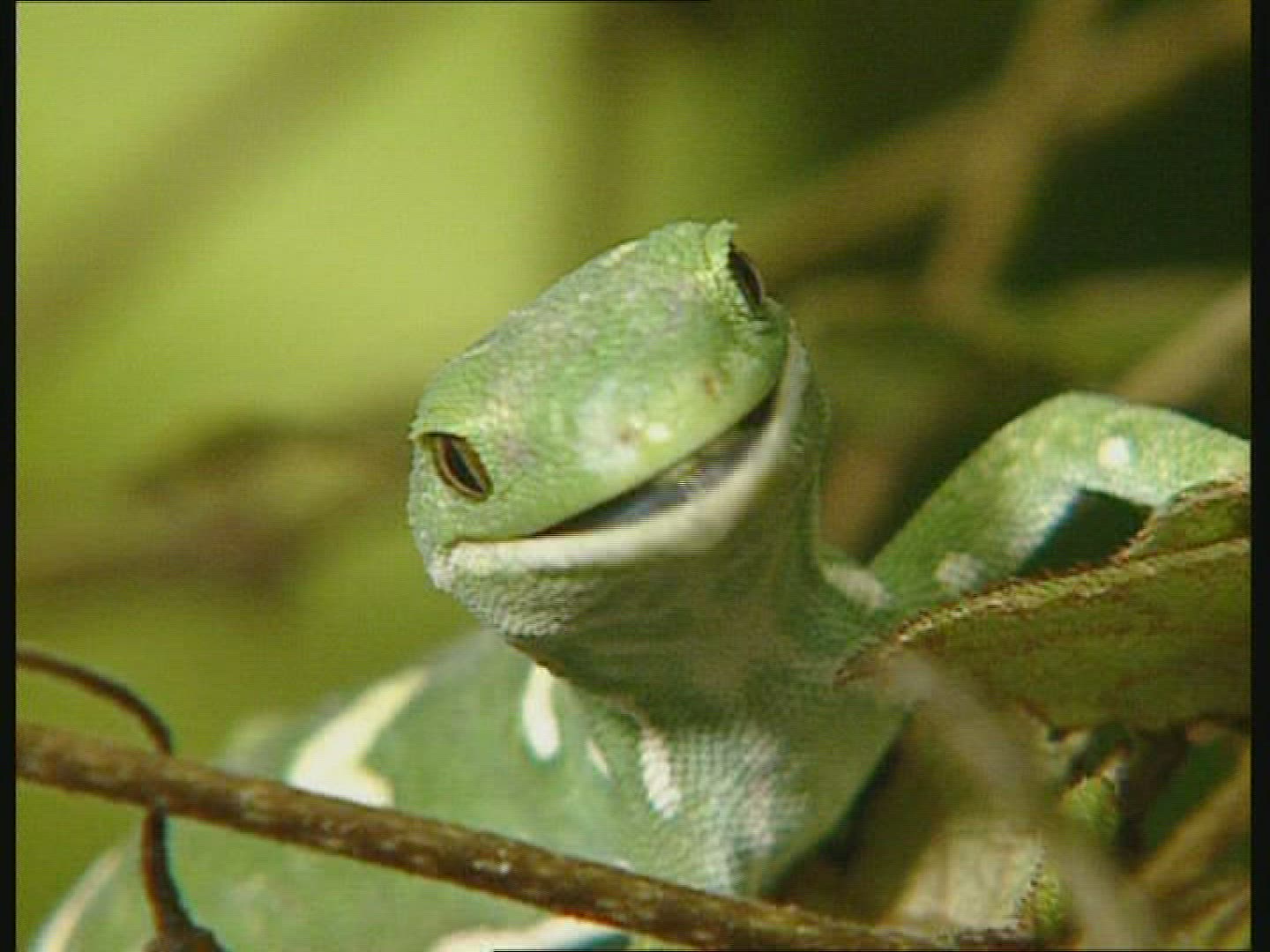 533565678 / Gecko / Tongue / New Zealand / Blooper