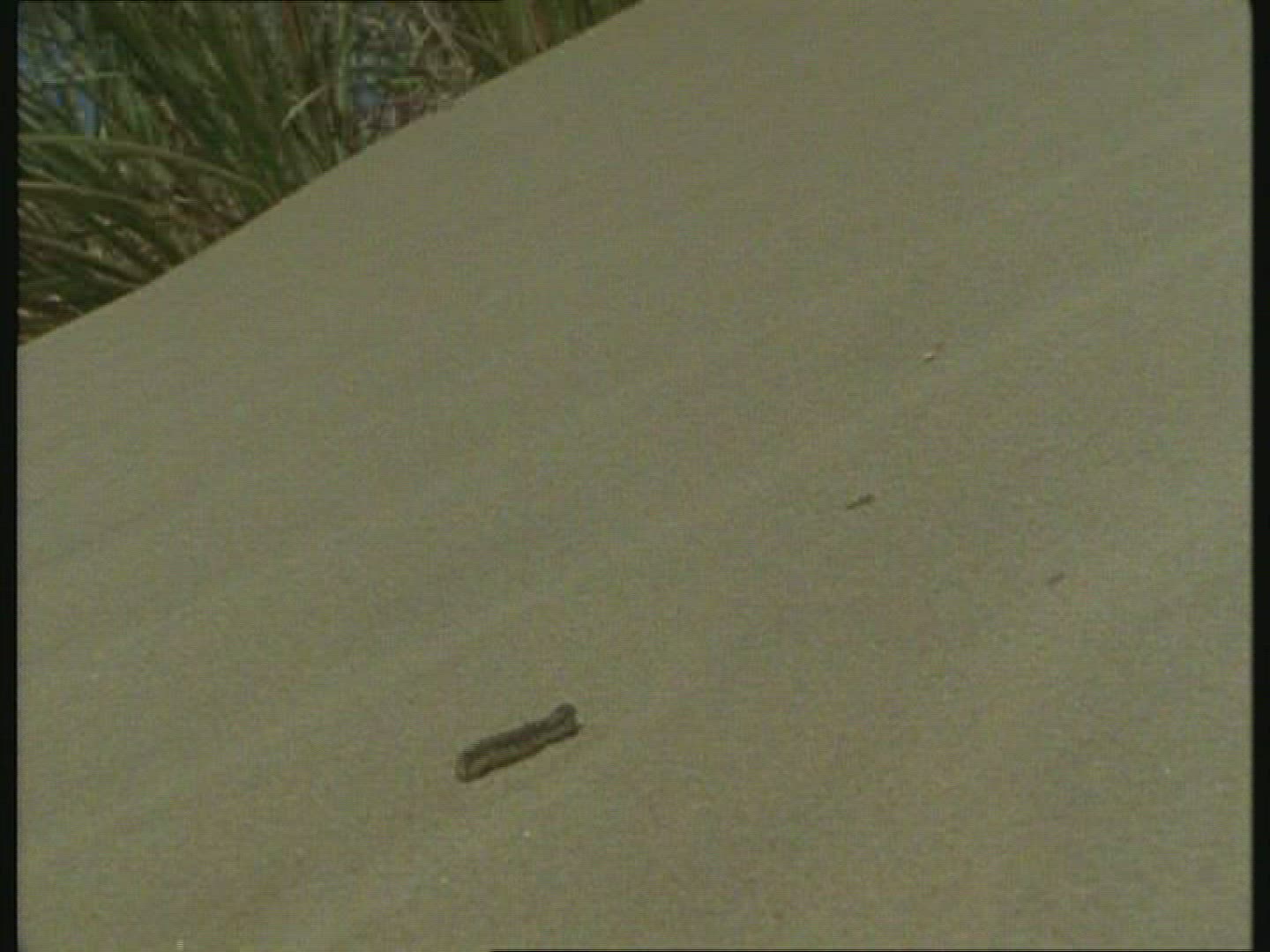 819112152 / Caterpillar / Creeping / New Zealand / Blooper