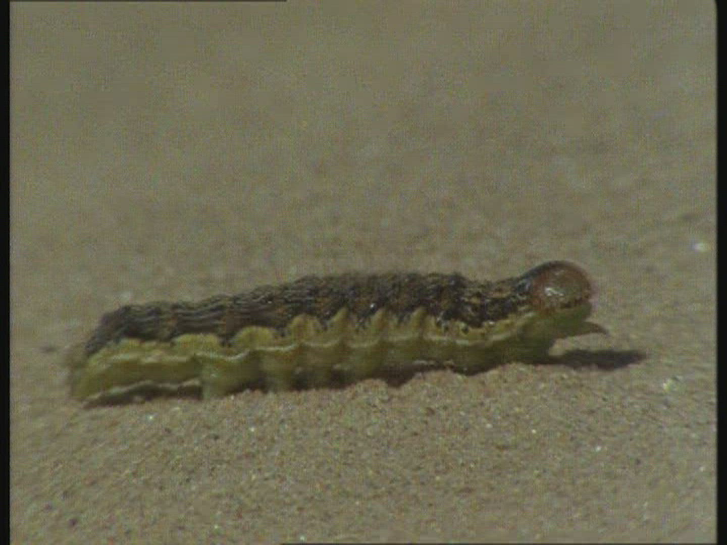 333286195 / Caterpillar / Creeping / New Zealand / Blooper