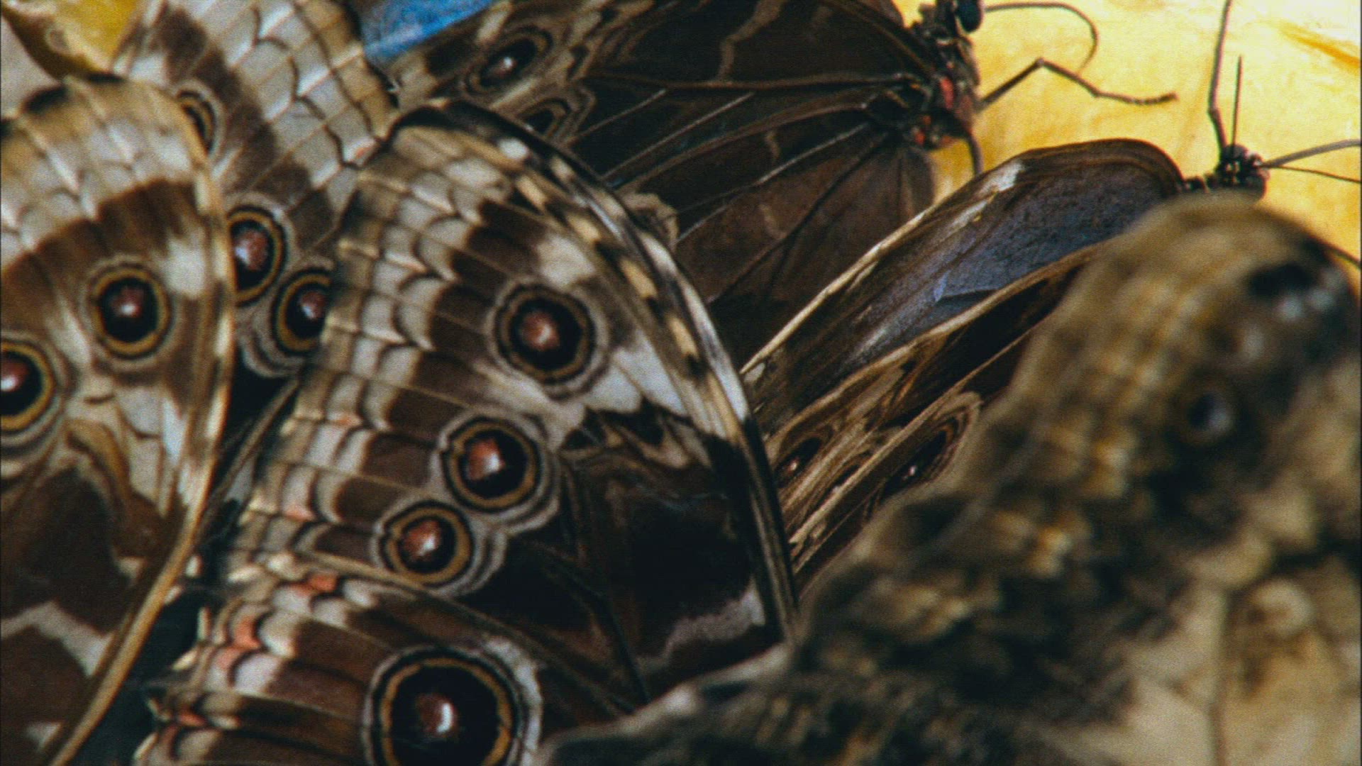 510407268 / Butterfly / Child