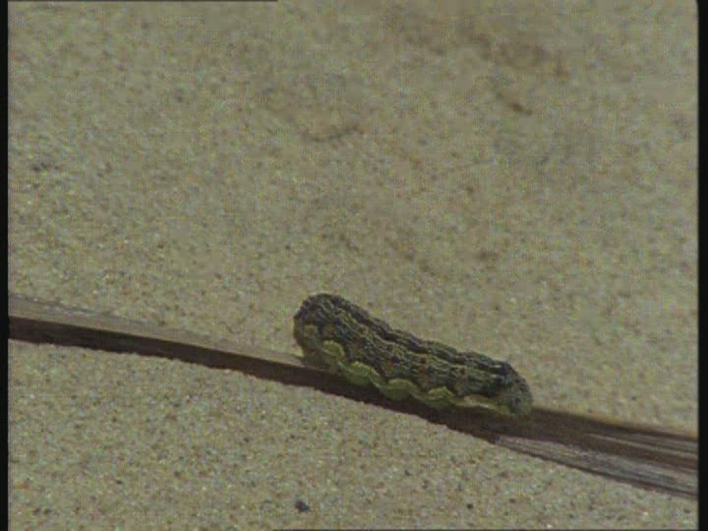 150109208 / Caterpillar / Creeping / New Zealand / Blooper