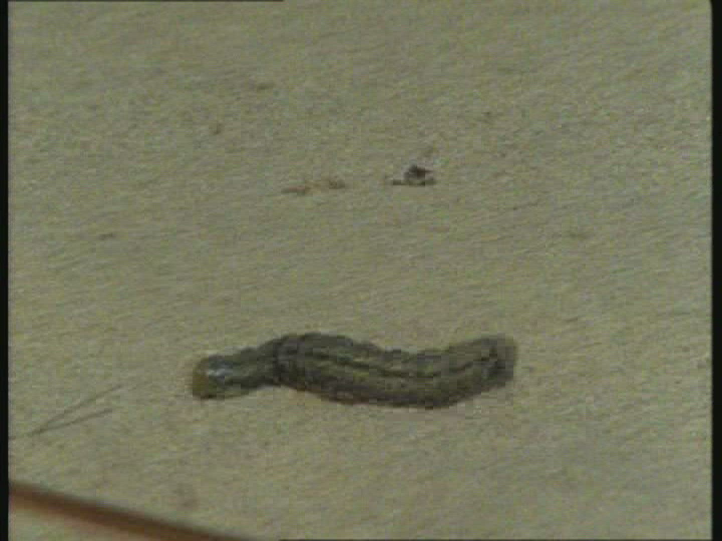 817391405 / Caterpillar / Creeping / New Zealand / Blooper