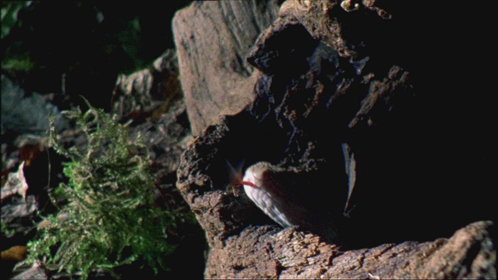 636981935 / Snake / Curiosity