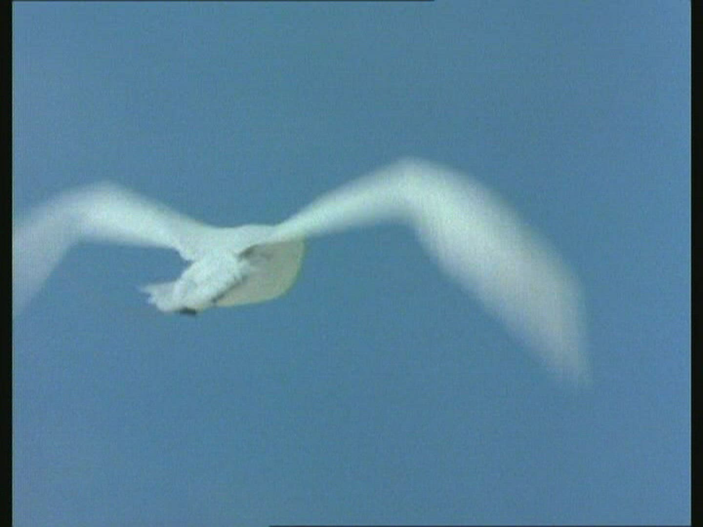 917635058 / White Tern / Flying / Sky / USA