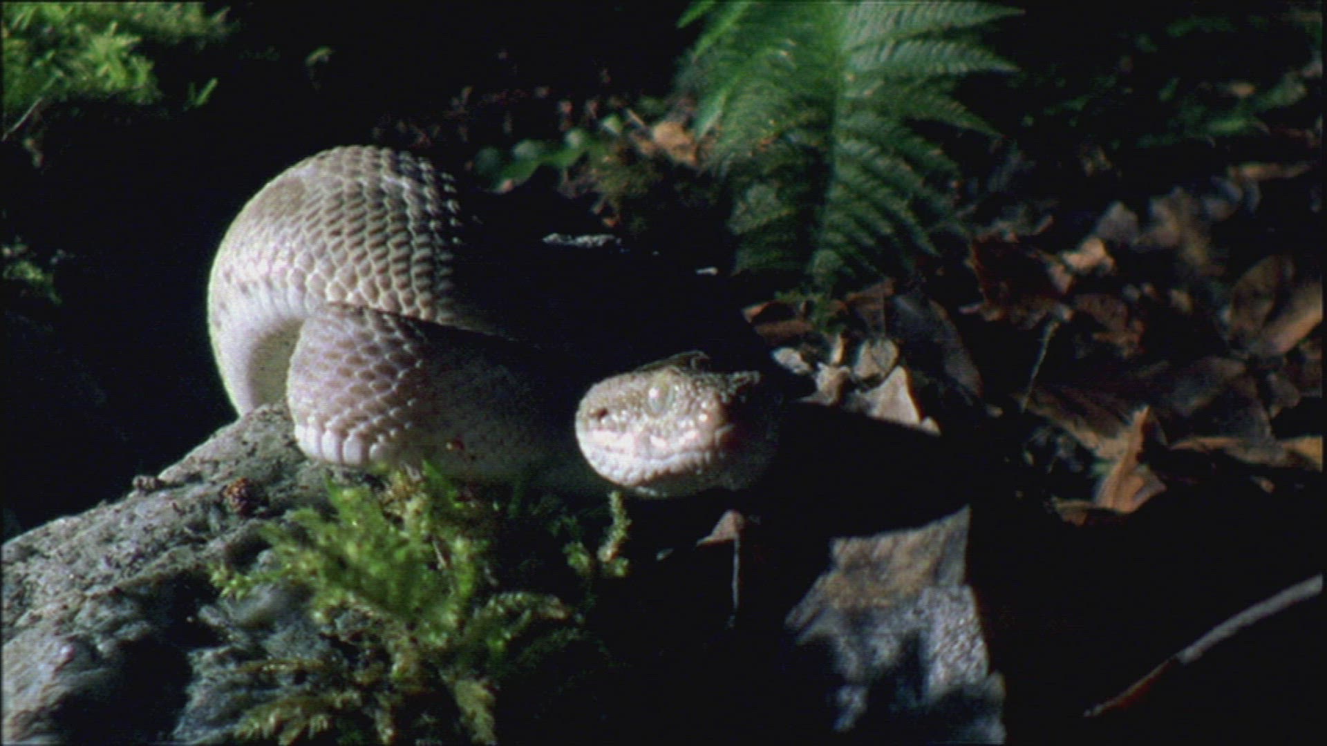 150737669 / Snake / Curiosity