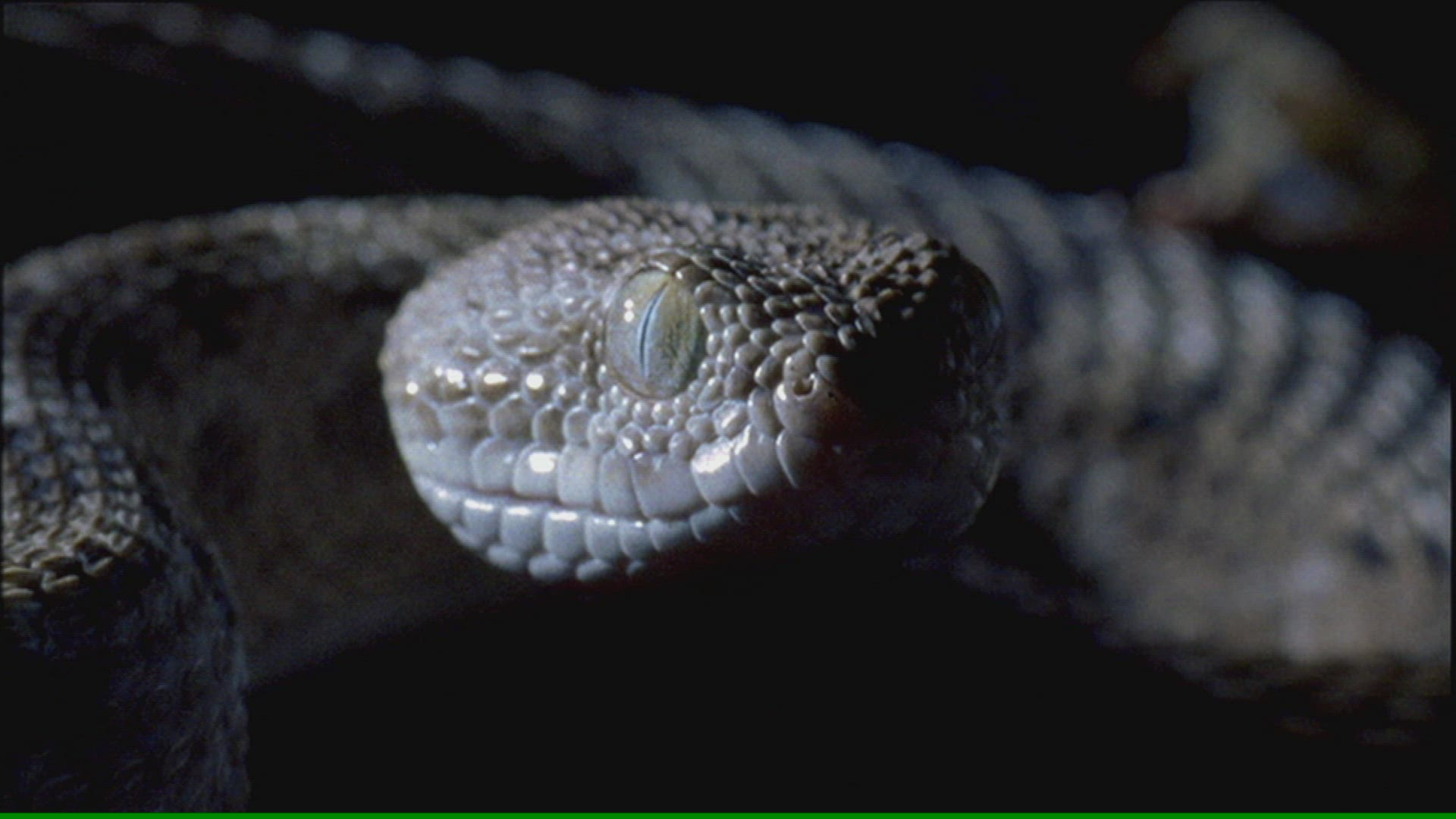 886071160 / Snake / Curiosity