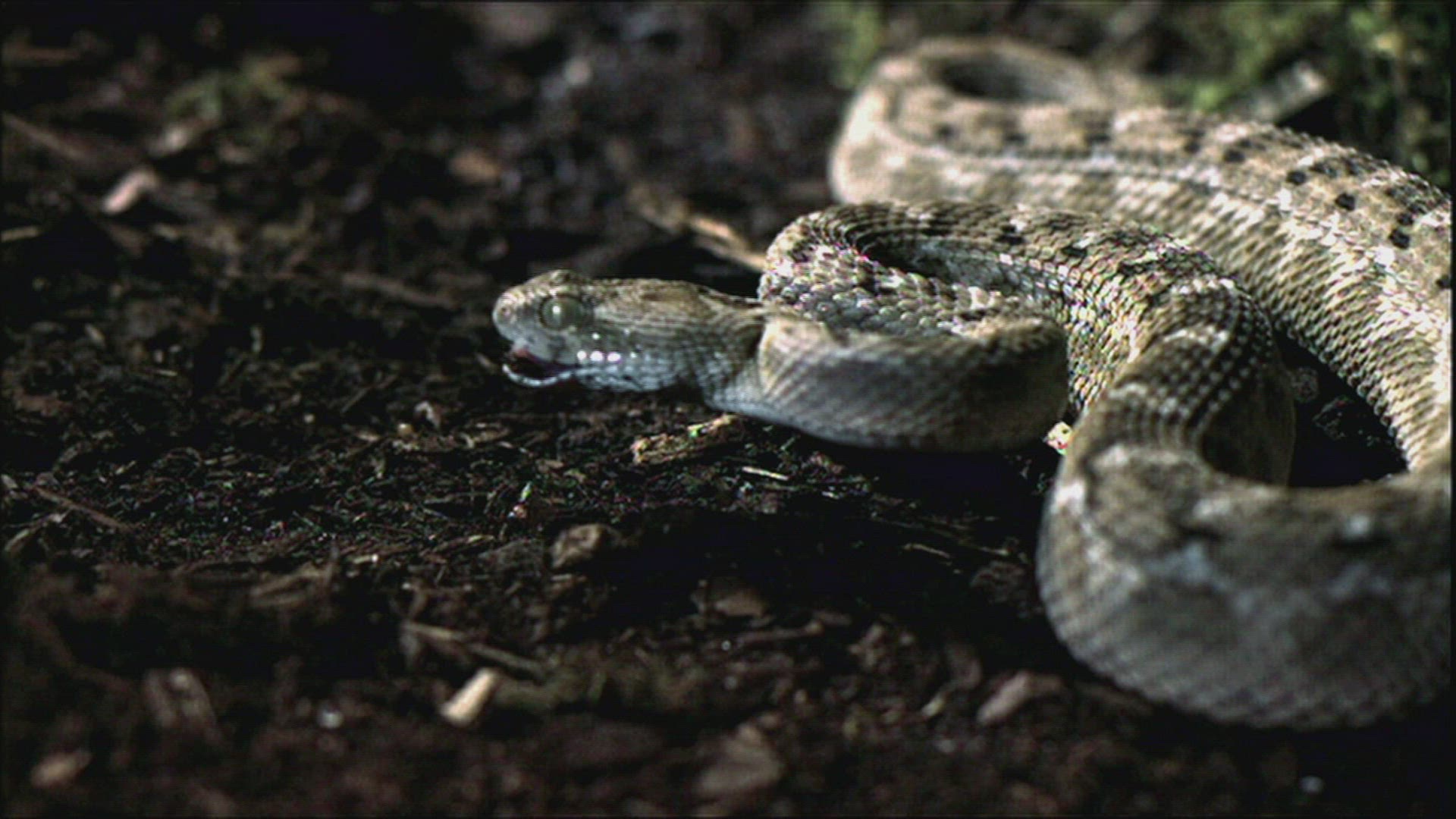 332548942 / Snake / Curiosity