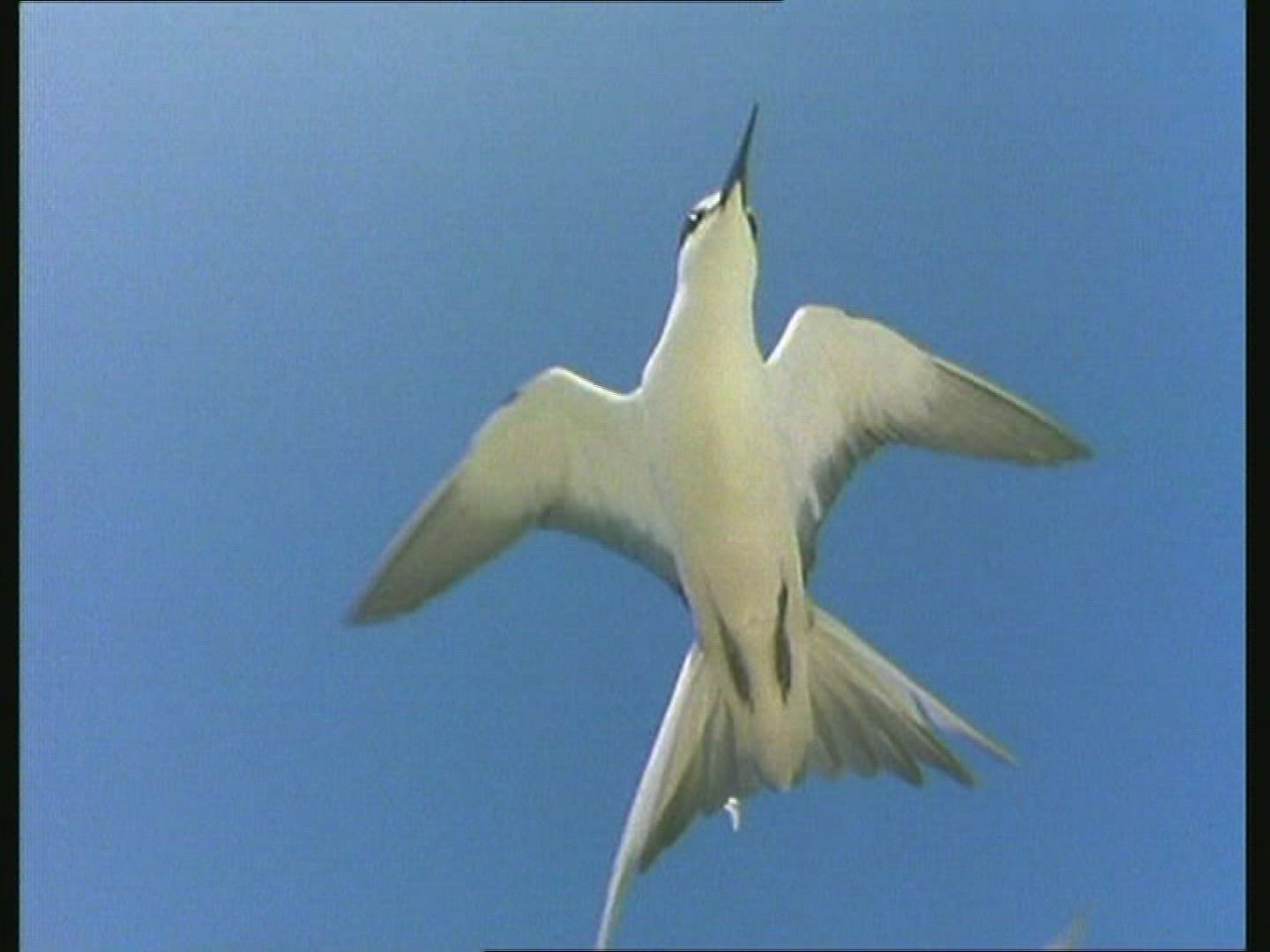 324597071 / White Tern / Flying / Sky / USA