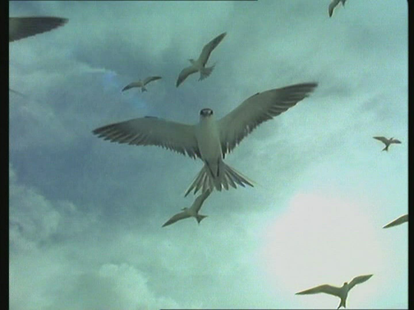 591541722 / White Tern / Flying / Sky / USA