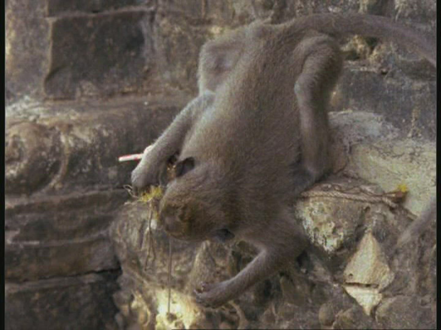 932038465 / Macaque / Drinking / Indonesia / Blooper