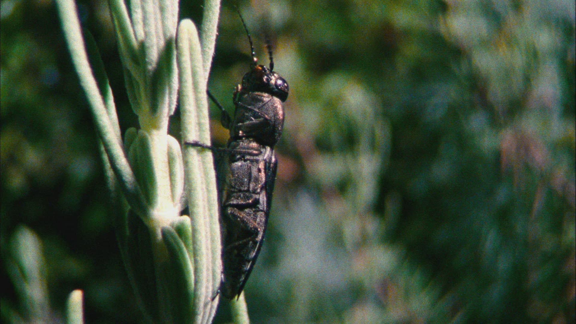 174472306 / Insect / Stem / Beetle