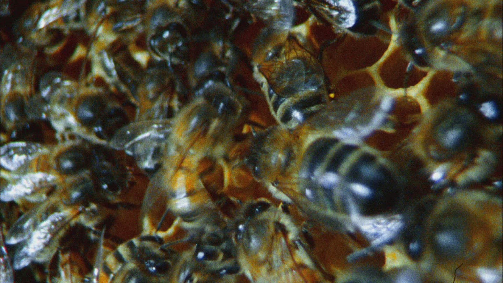 437561507 / Beehive / Bee