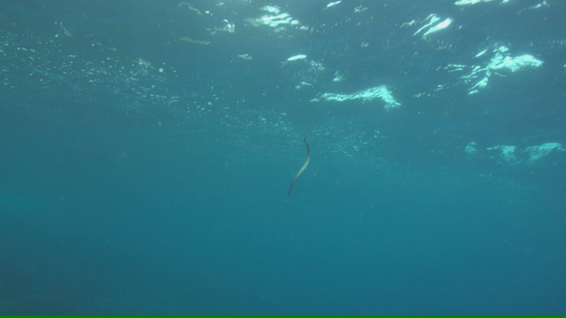 596453255 / Sea Snake / Pacific Ocean / Indonesia