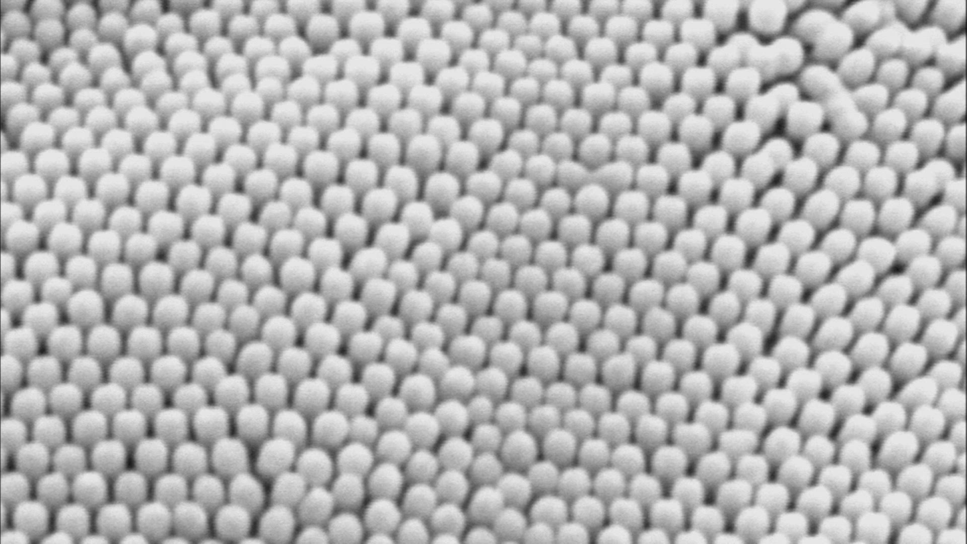 246414194 / Insect / Bee / Pattern
