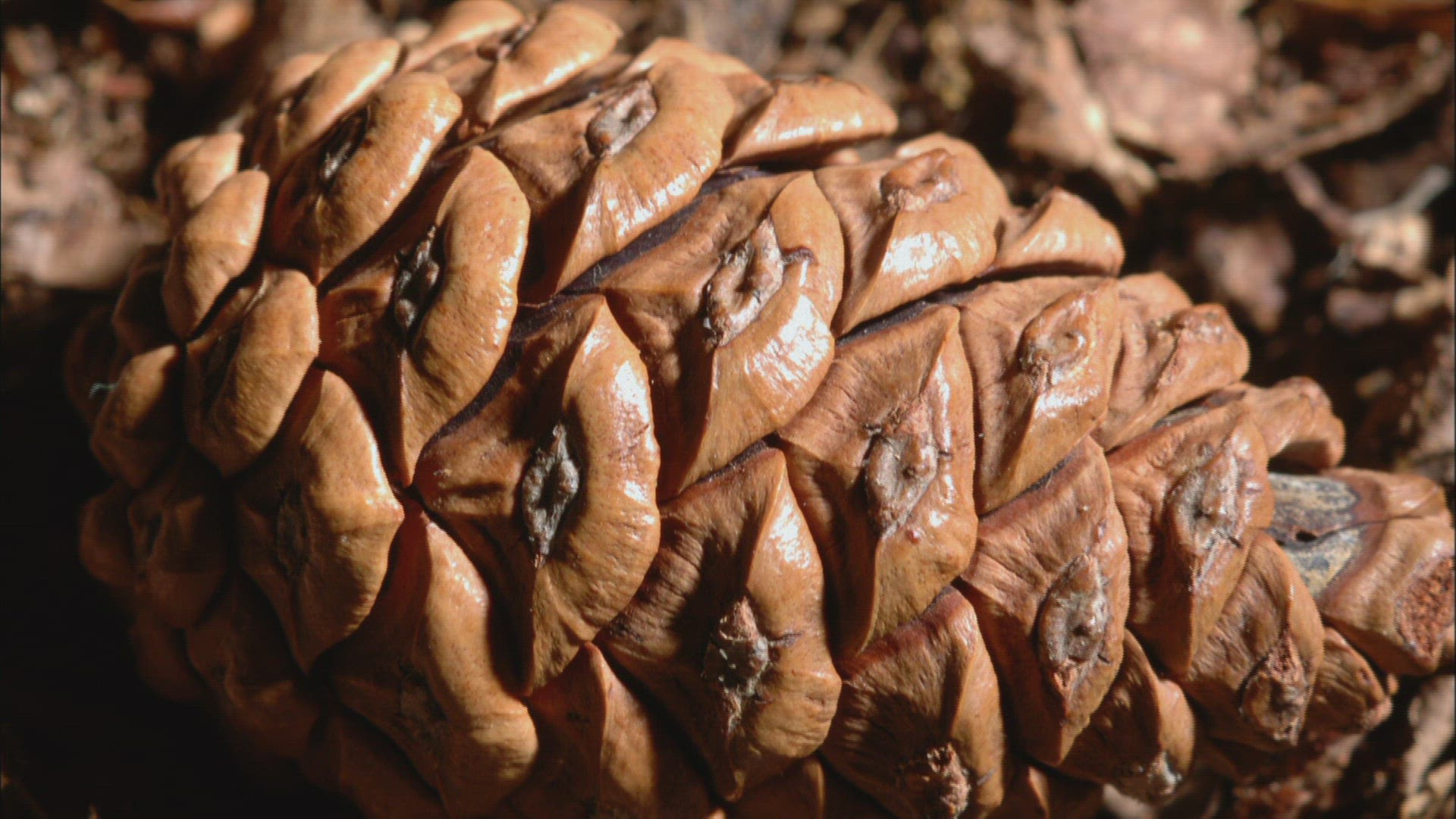 458806510 / Fir Cone / Opening / Timelapse