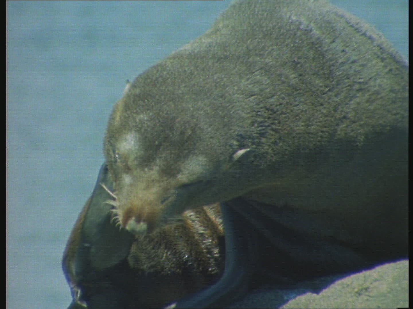 491677631 / Seal / Scratching / Funny
