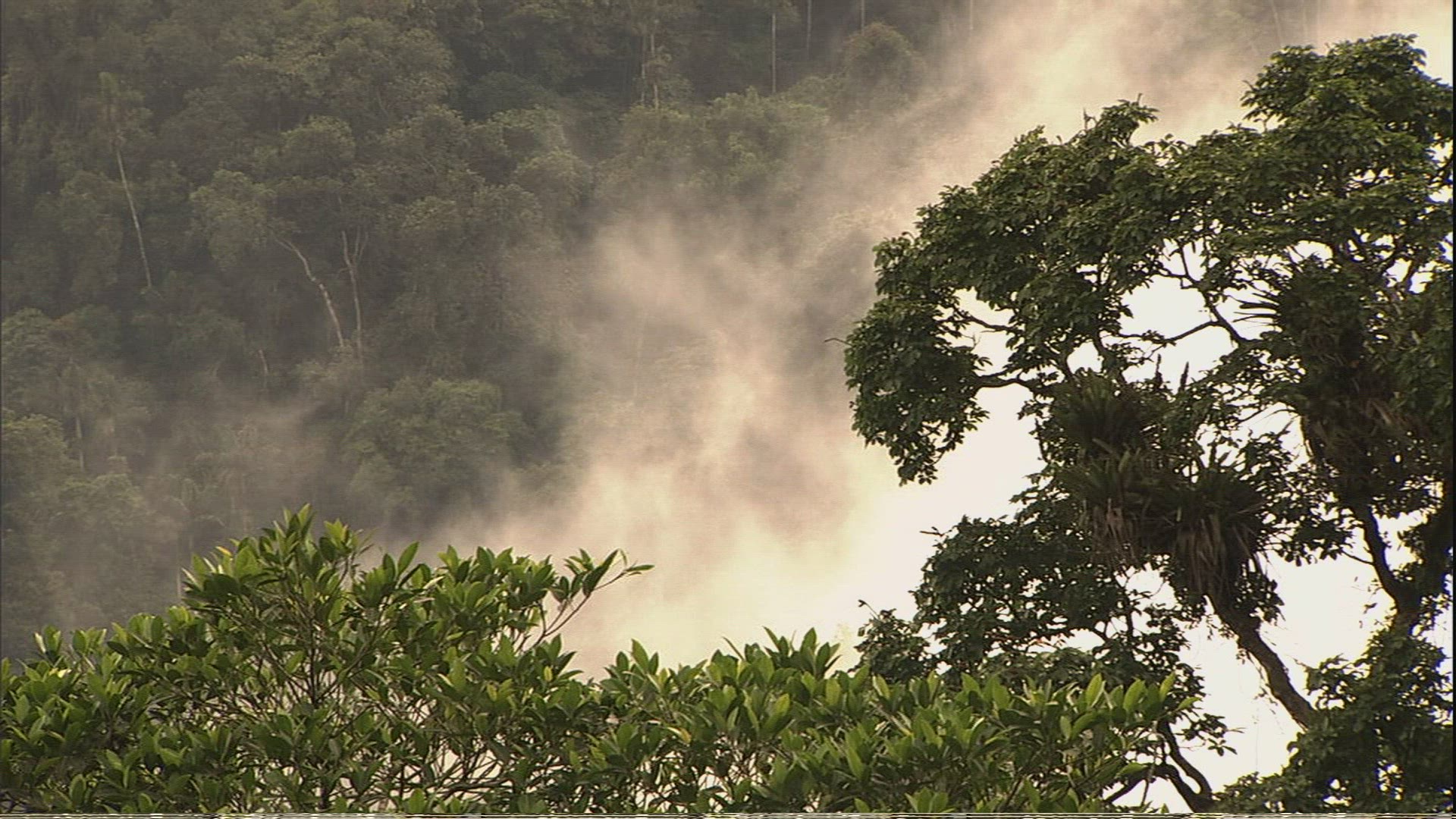 709597127 / Tranquillity / Forest / Venezuela