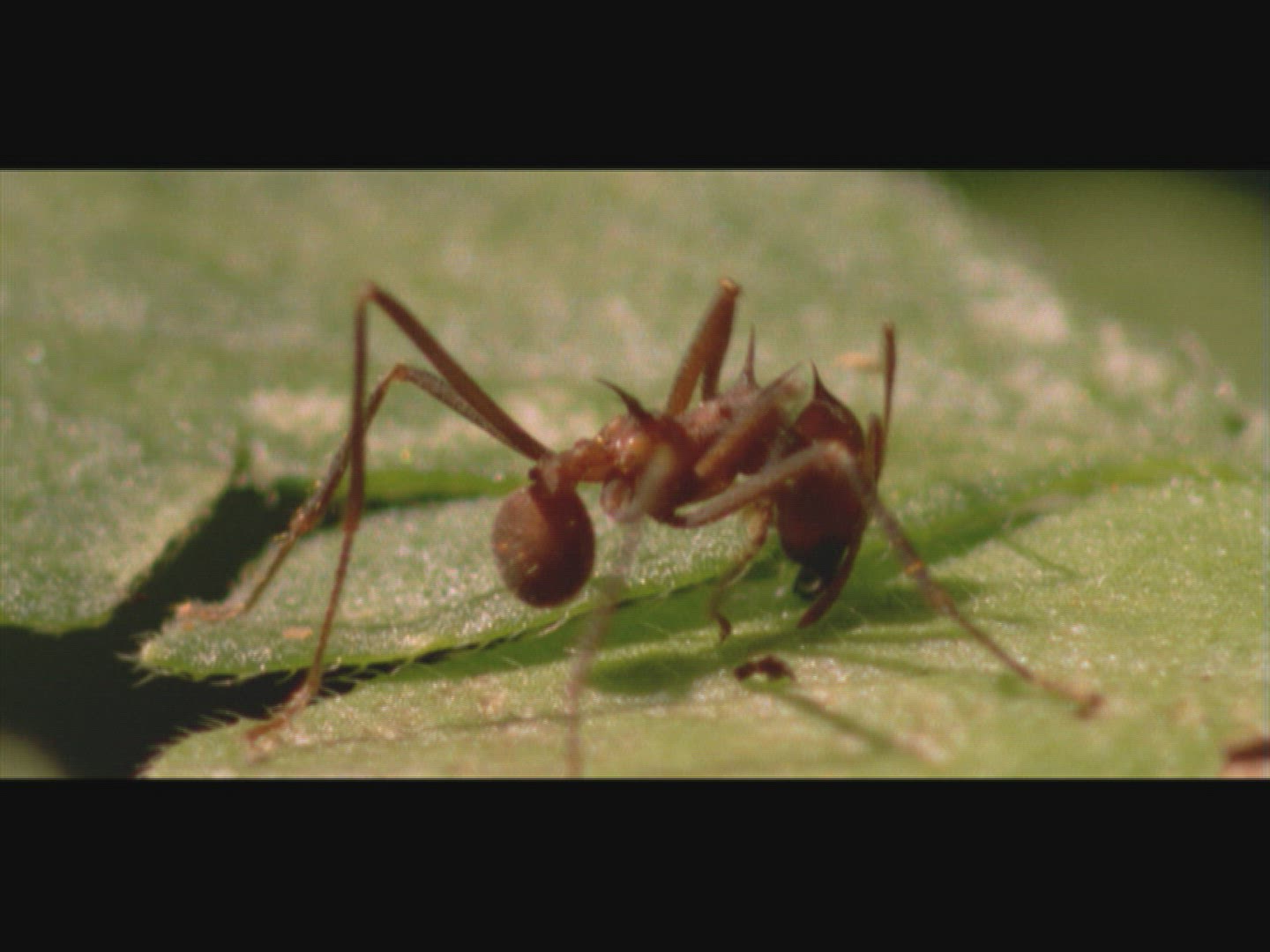 859937031 / Leaf-cutter Ant / Cutting / Leaf
