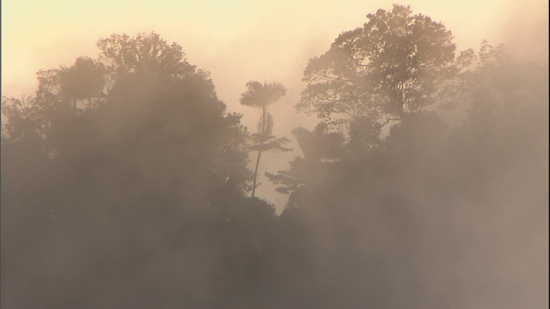 874021750 / Tranquillity / Forest / Venezuela