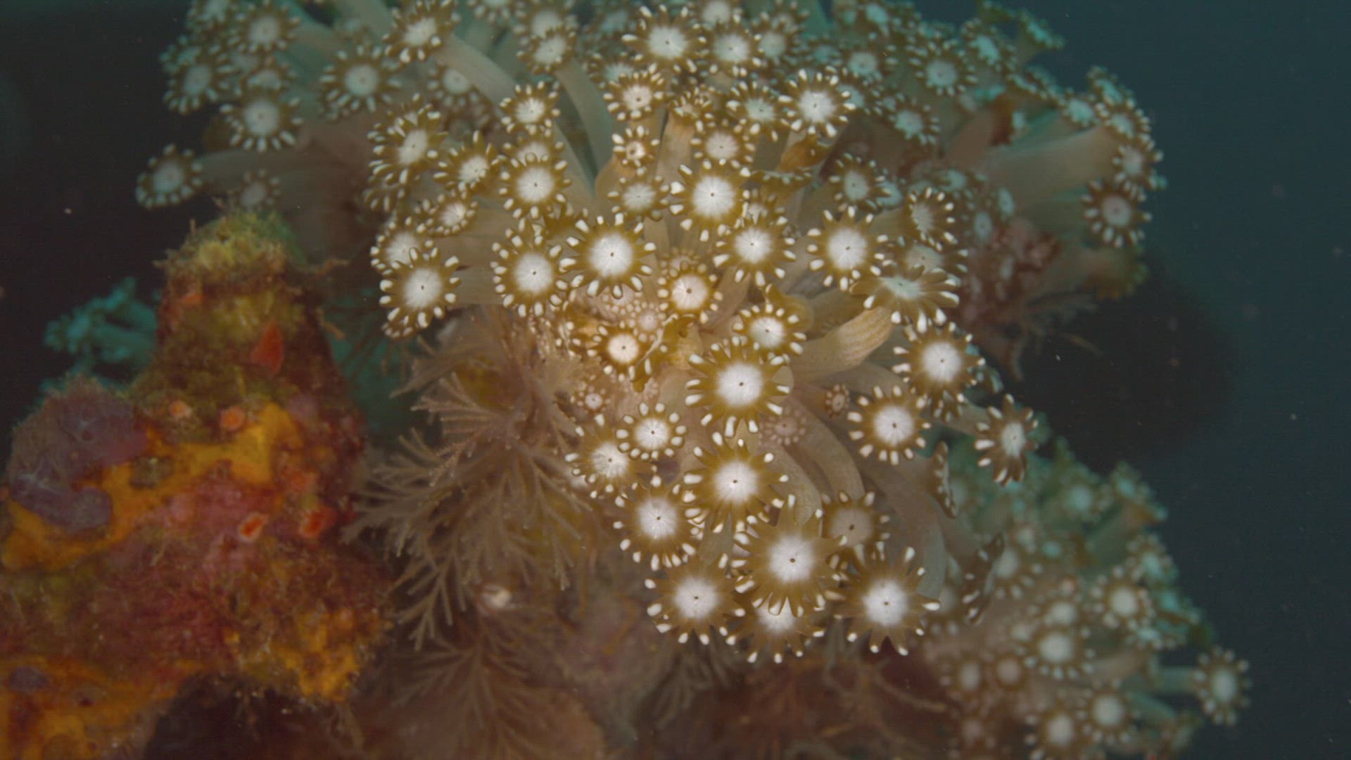 114454853 / Cnidarian / Pacific Ocean / Indonesia