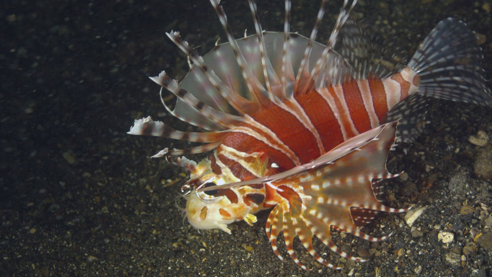 288080812 / Acanthopterygii / Pacific Ocean / Indonesia